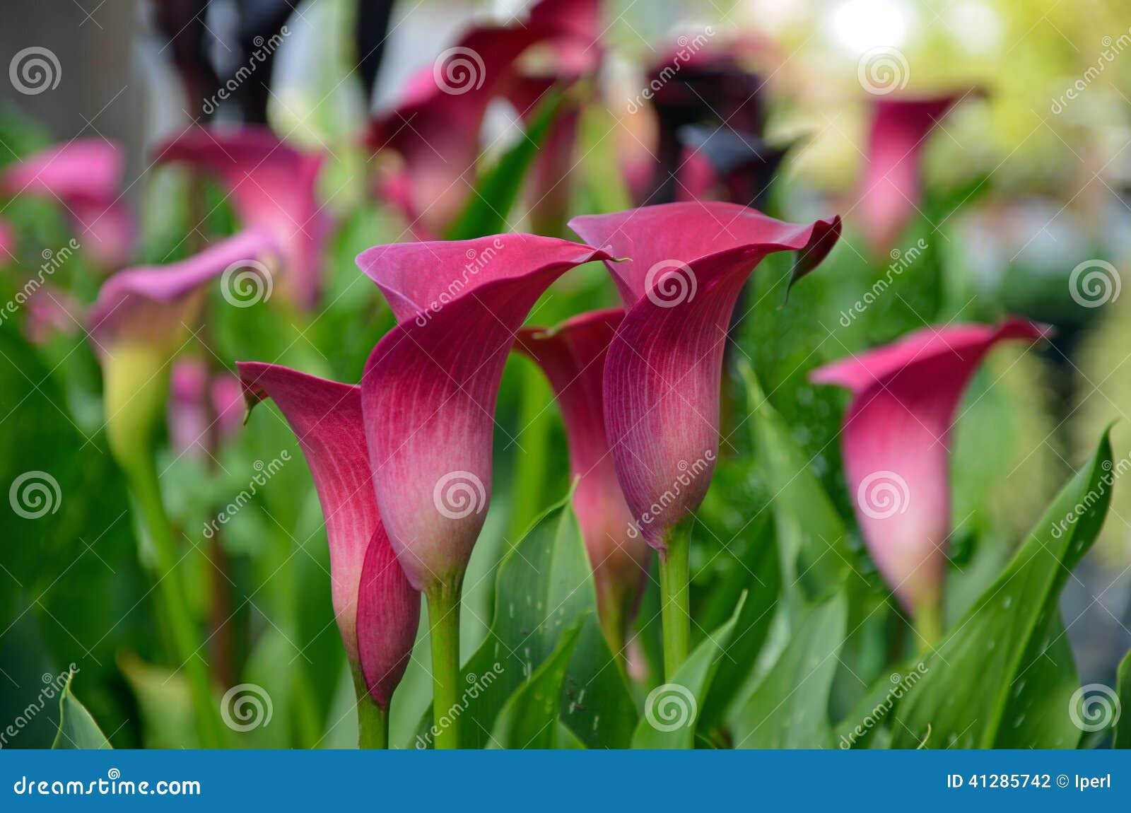 Pink calla lily flowers stock photo. Image of petals - 41285742
