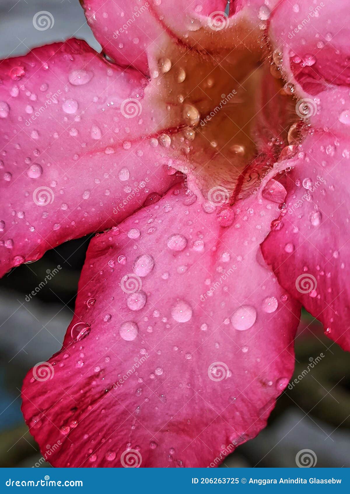 Pink Cambodia Flower with Rain Water Stock Image - Image of flower ...