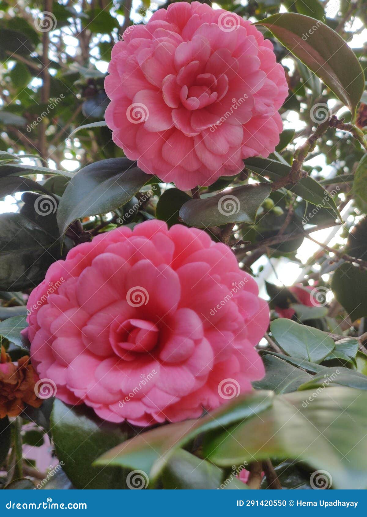 Pearl Maxwel Stock Photos Free & RoyaltyFree Stock Photos from