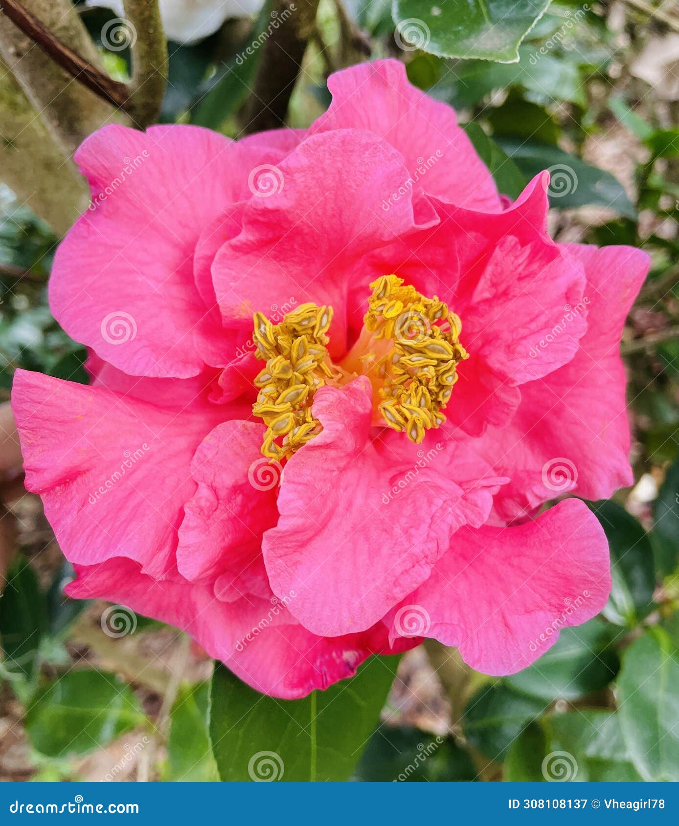 pink camellia sasanqua is valued in gardens flowers