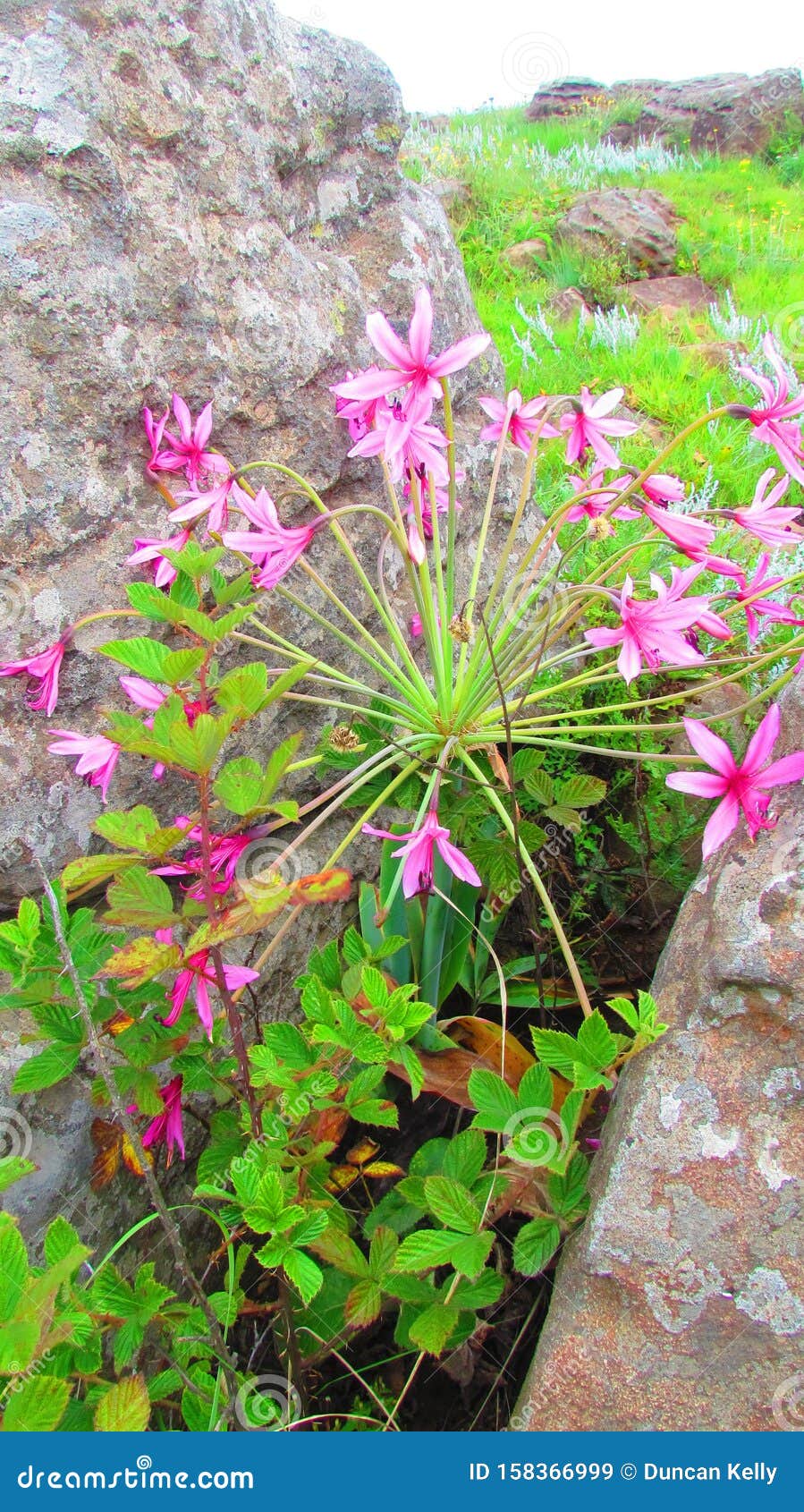 Pink Candelabra Flower Brunsvigia Radulosa Royalty-Free Stock ...