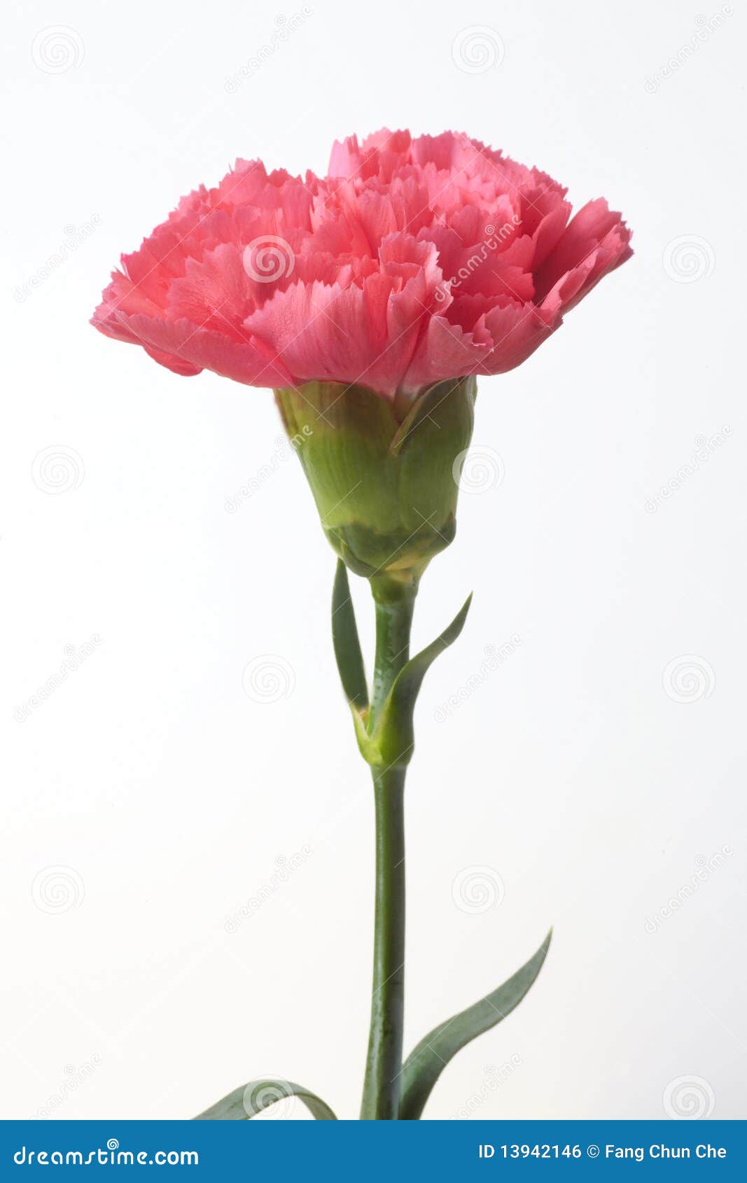 Pink carnation stock photo. Image of colour, blossom - 13942146