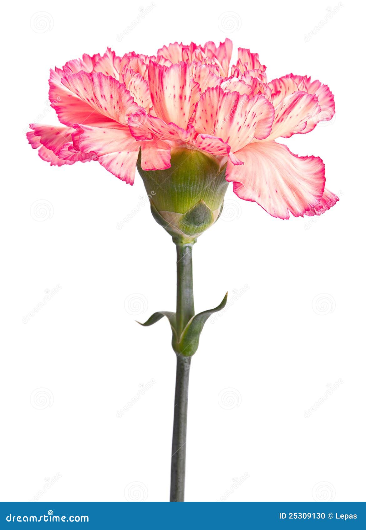 Pink carnation stock photo. Image of petal, flora, white - 25309130