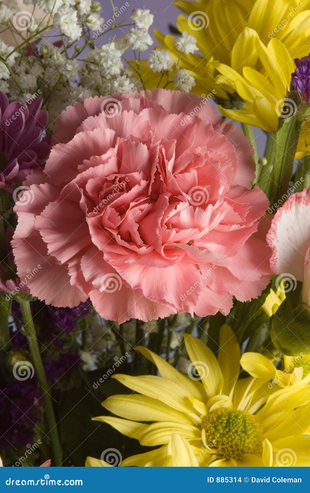 Pink Carnation stock photo. Image of baby, carnation, arrangement 885314