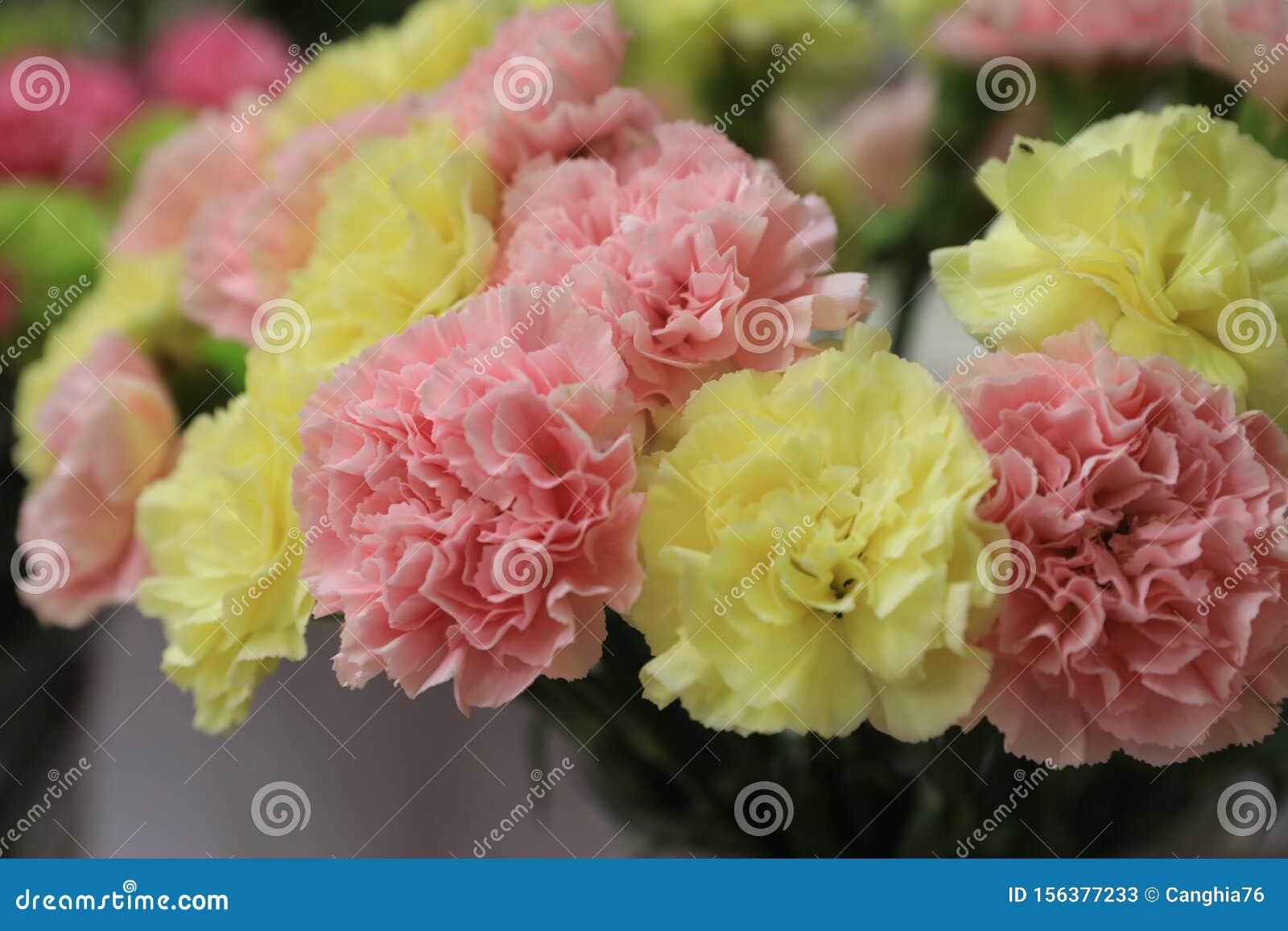 Carnations stock image. Image of color, outdoors, flowers 156377233