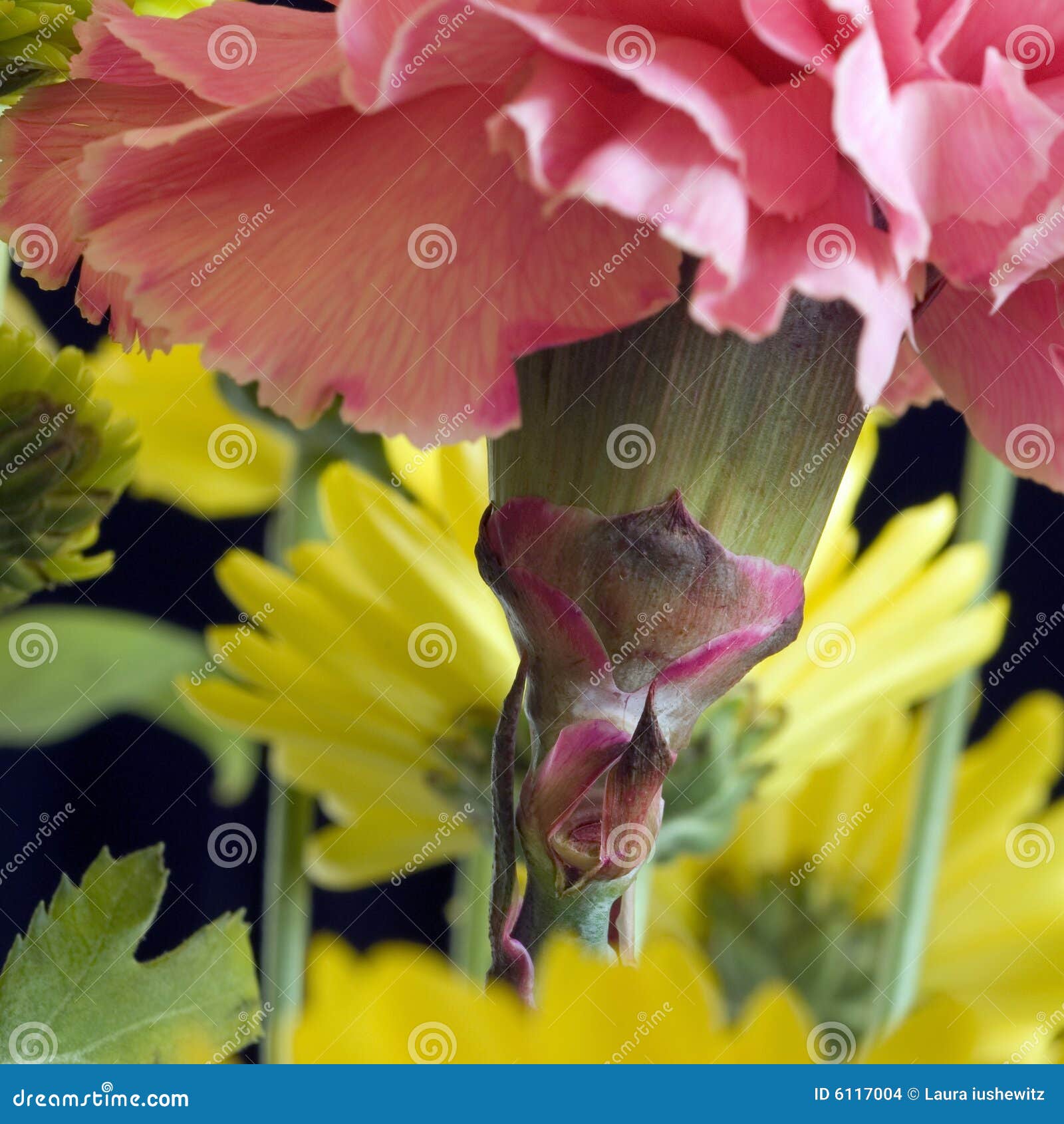 Pink Carnation Detail stock photo. Image of petals, underside 6117004