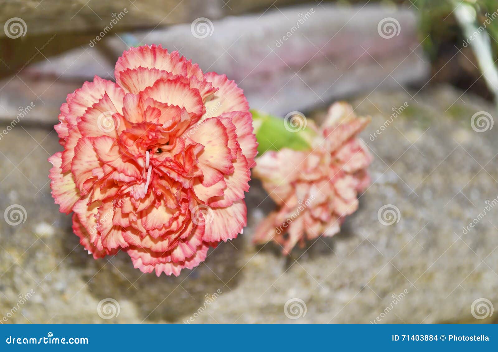 Pink carnation flower stock photo. Image of garden, botanic 71403884