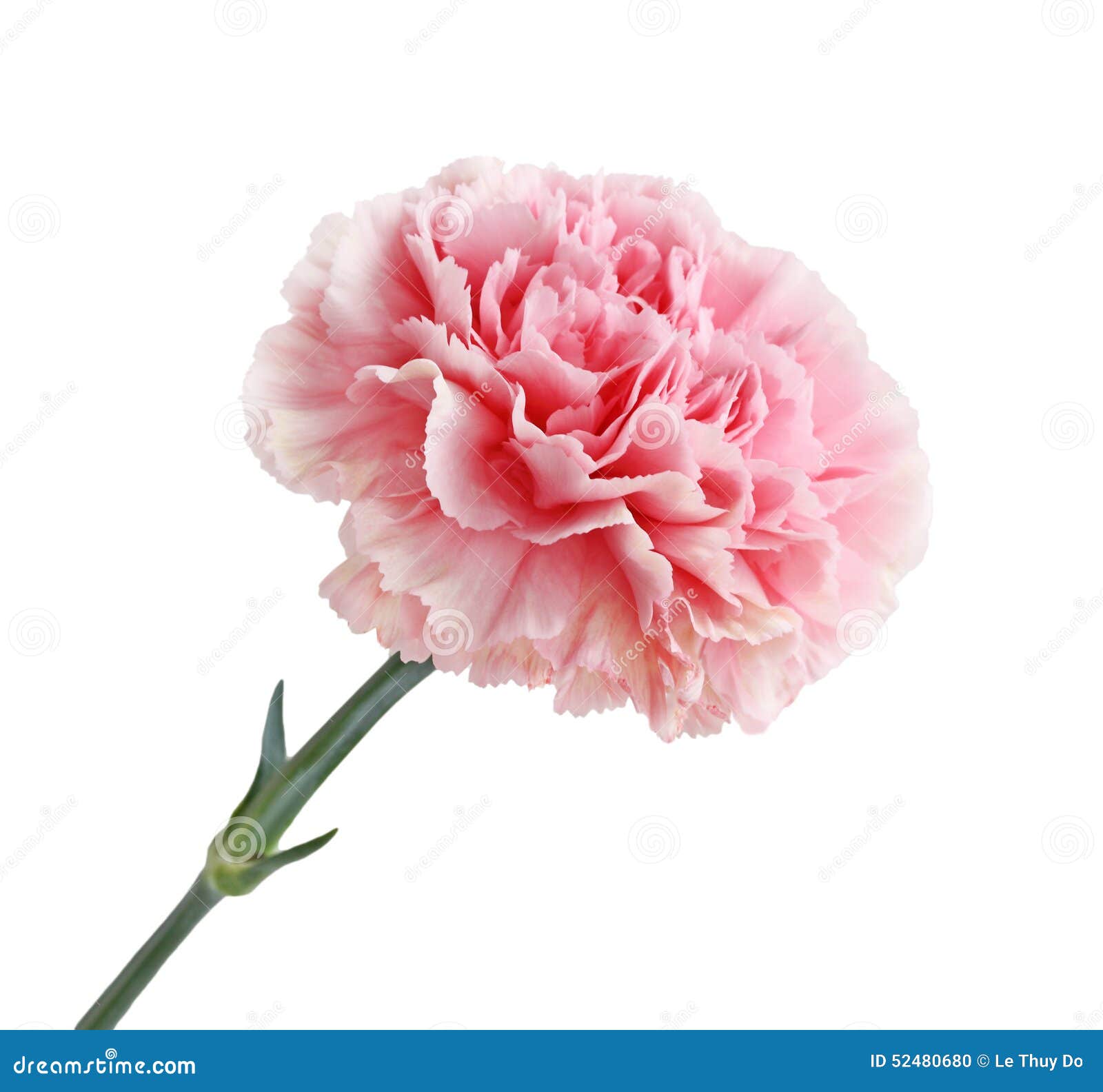 Pink Carnation Flower Stock Photo Image Of Leaf Blossom 52480680