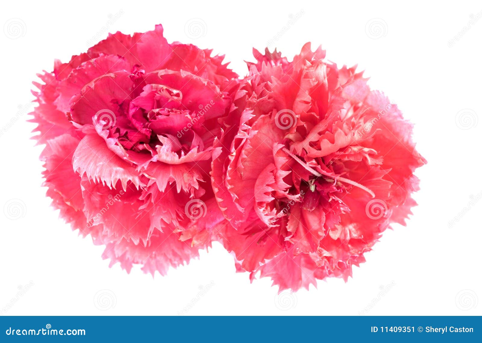 pink carnation flowers dianthus caryophyllus