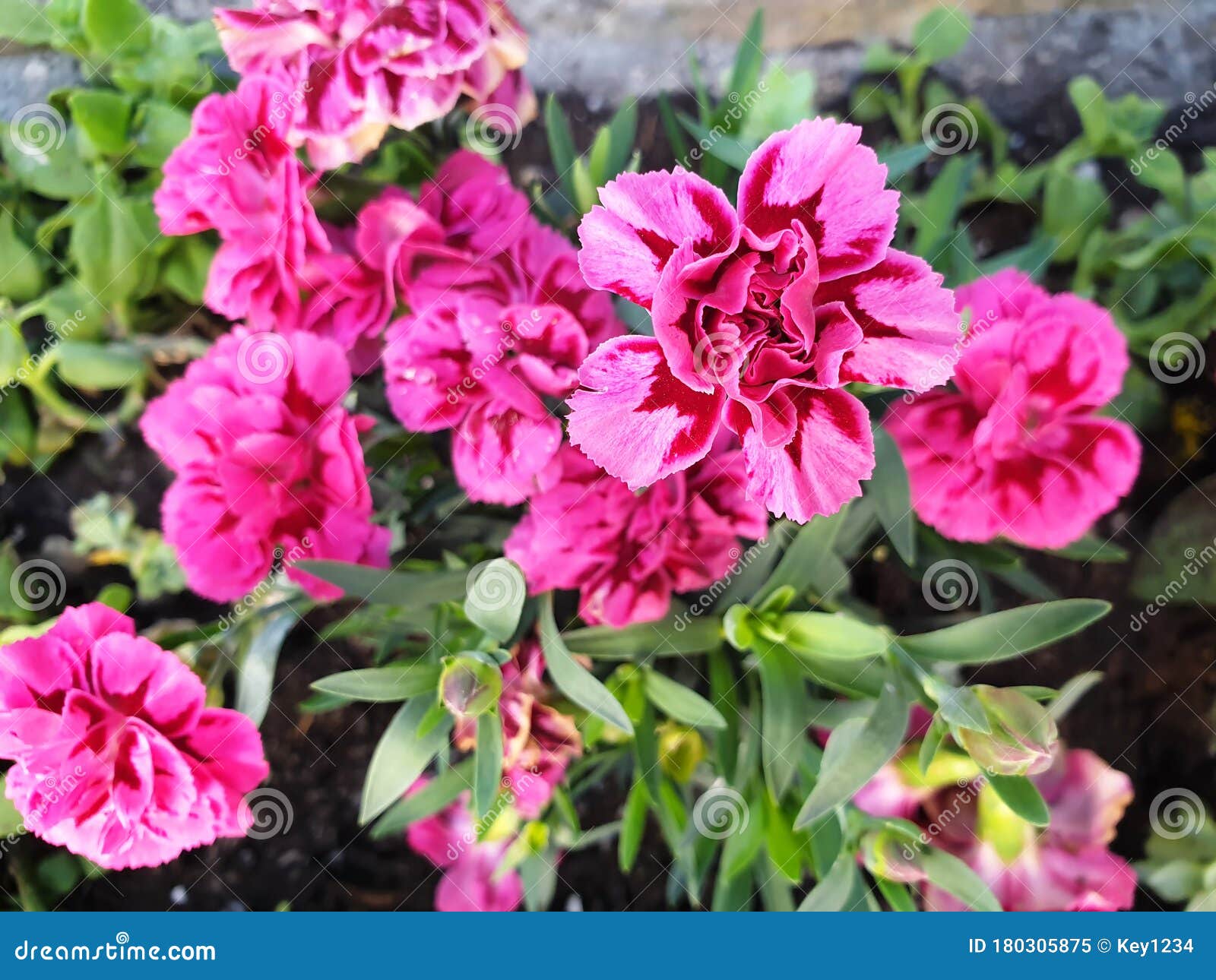 Pink Carnation Growing in a Flower Bed Stock Image Image of