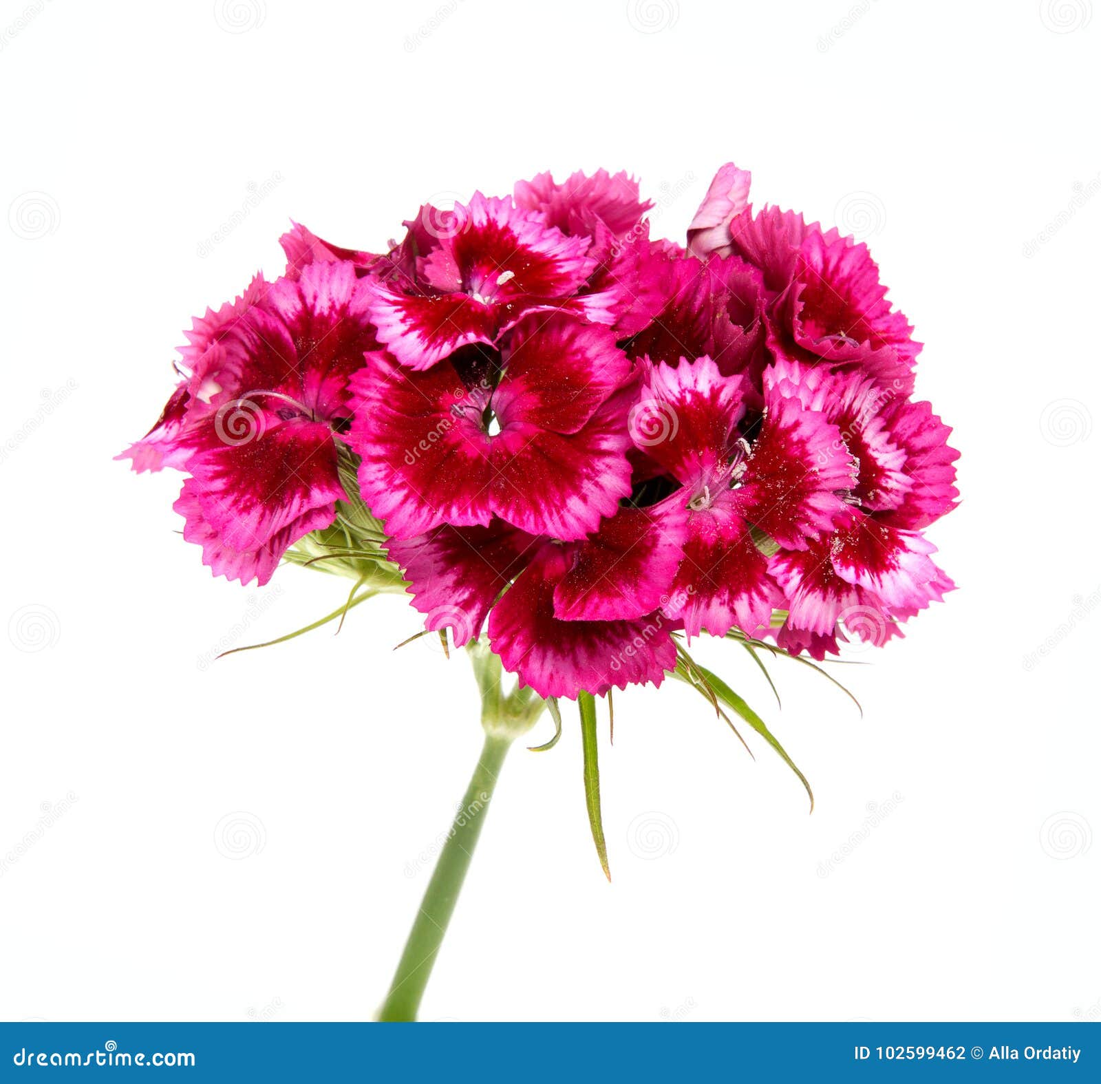 Pink Carnation on the Meadow in Summer . Stock Photo Image of health