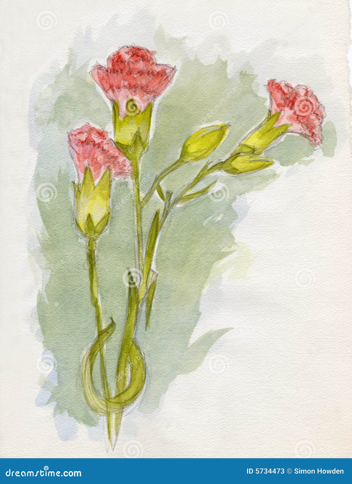 Pink Carnations stock illustration. Illustration of watercolour 5734473