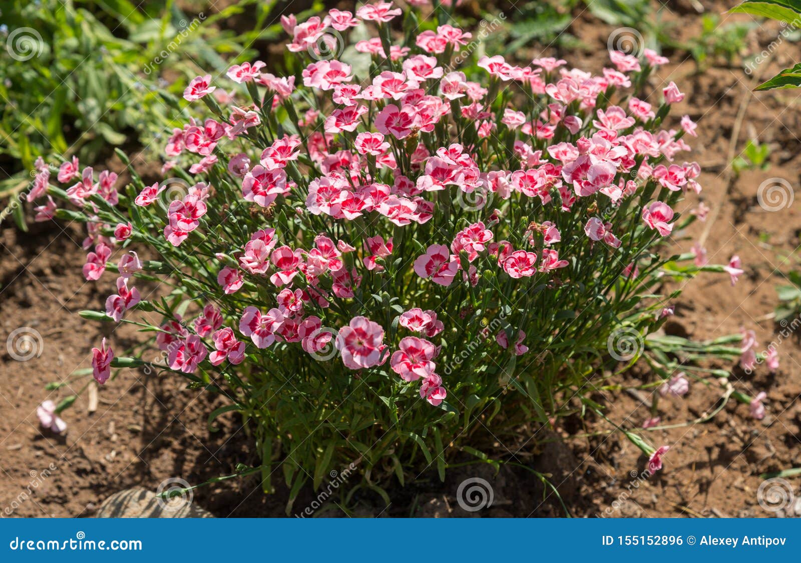 Pink Carnations on Flower Bed Stock Photo Image of colorful, pink