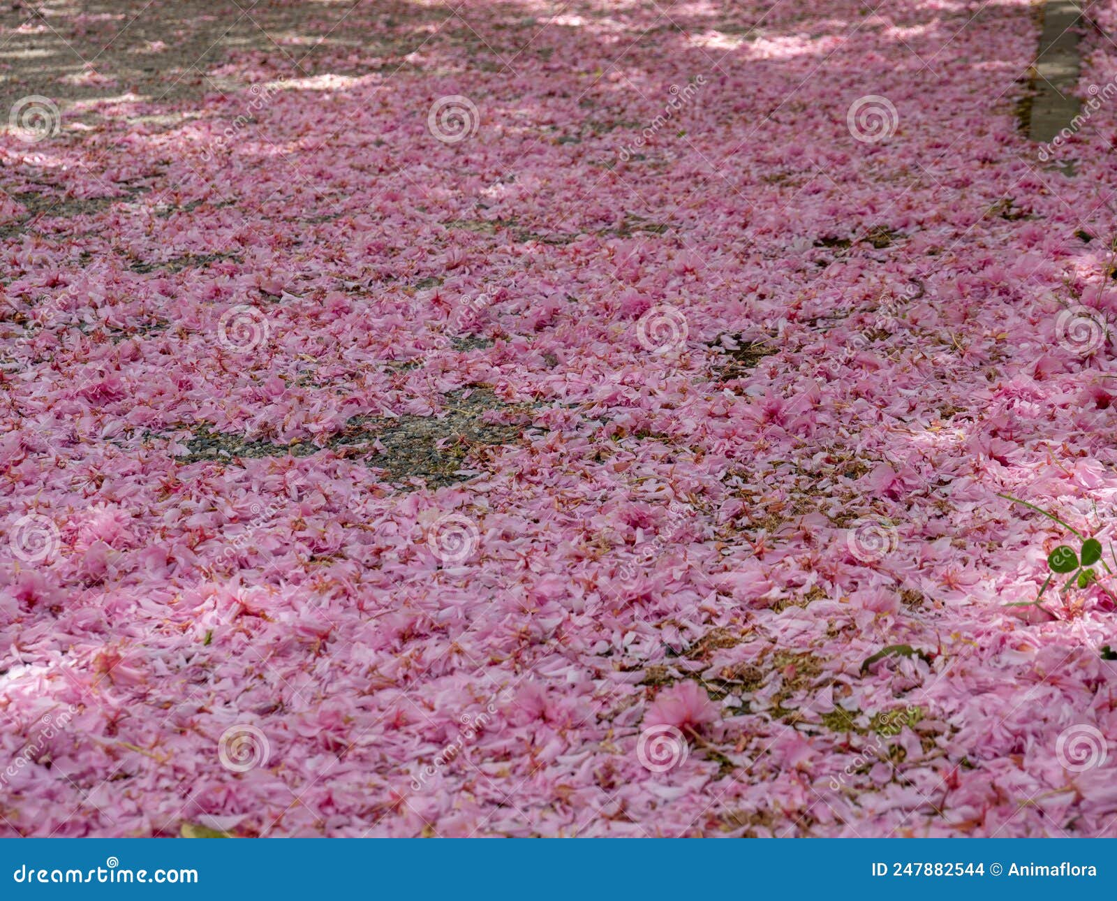 Pink Carpet of Flowers in Spring Background Stock Photo Image of