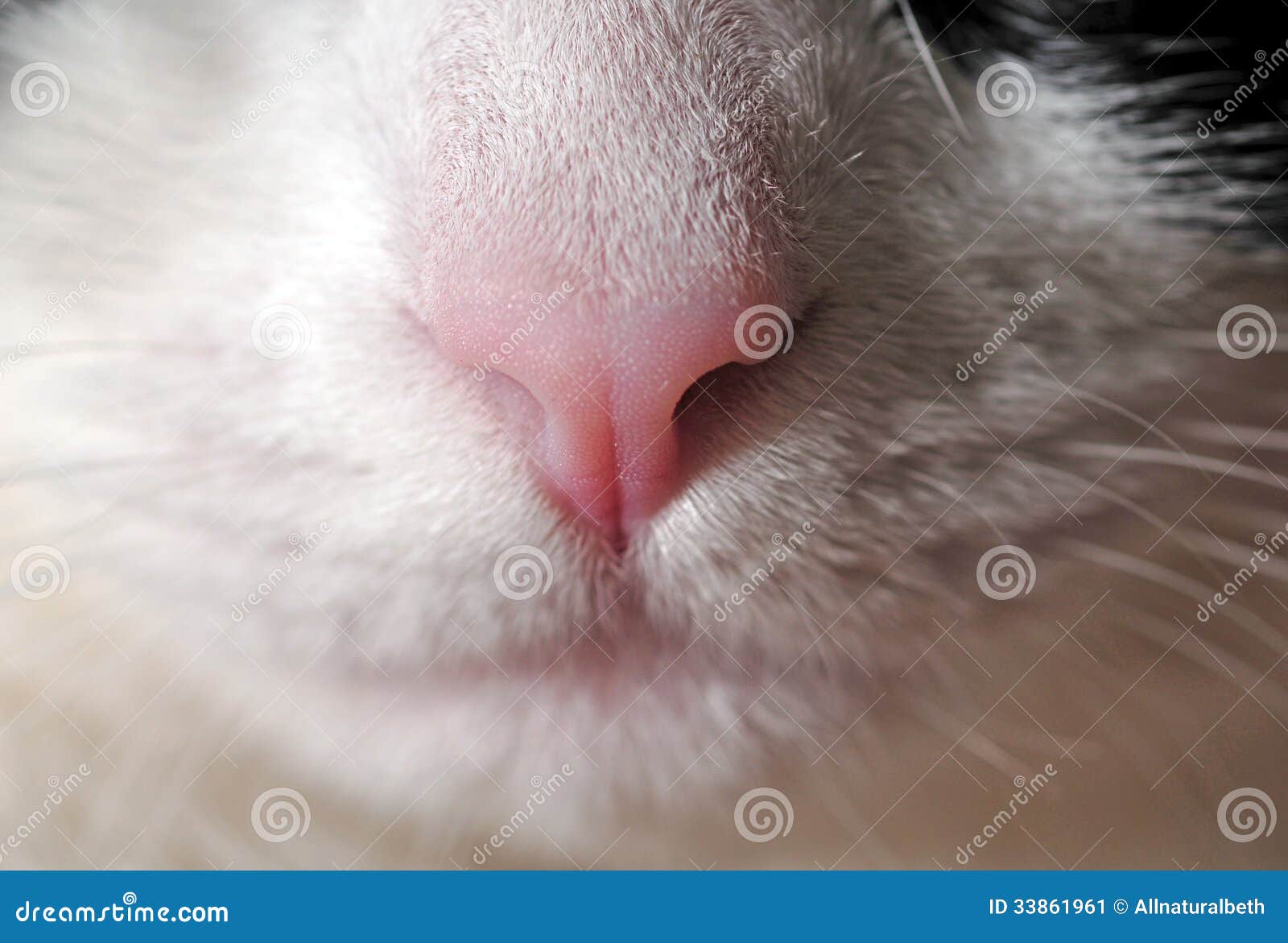 Pink cat nose stock image. Image of whisker, feline, close 33861961