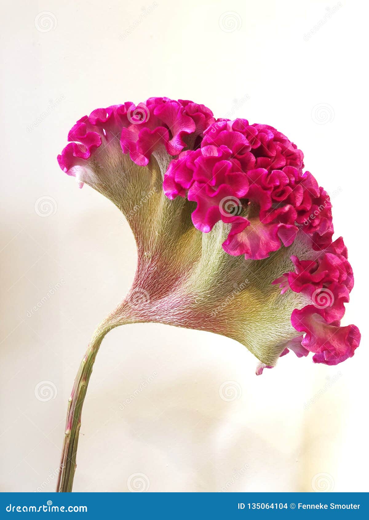 A Pink Celosia Cristata Flower Stock Photo Image Of Flowering Garden 135064104