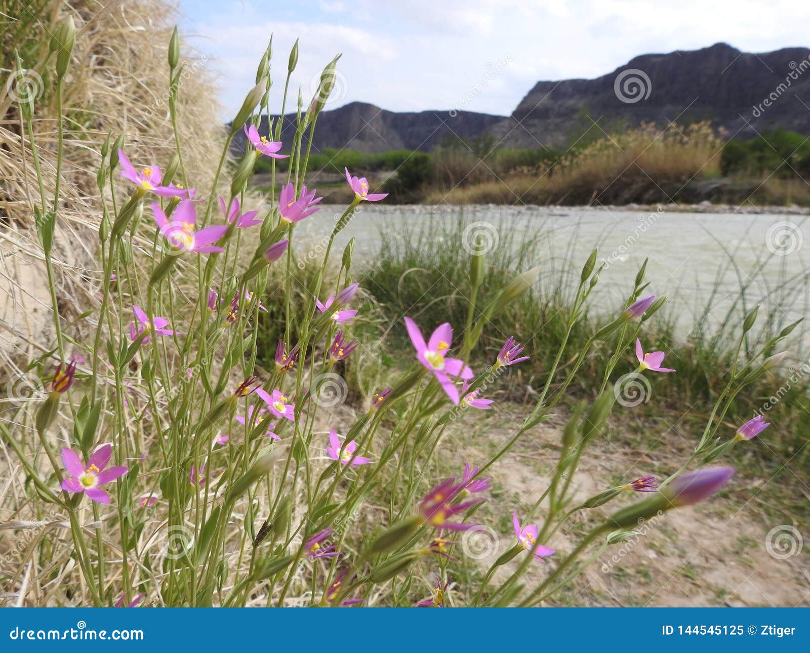 pink centaury flowers on the bank of the rio grande river