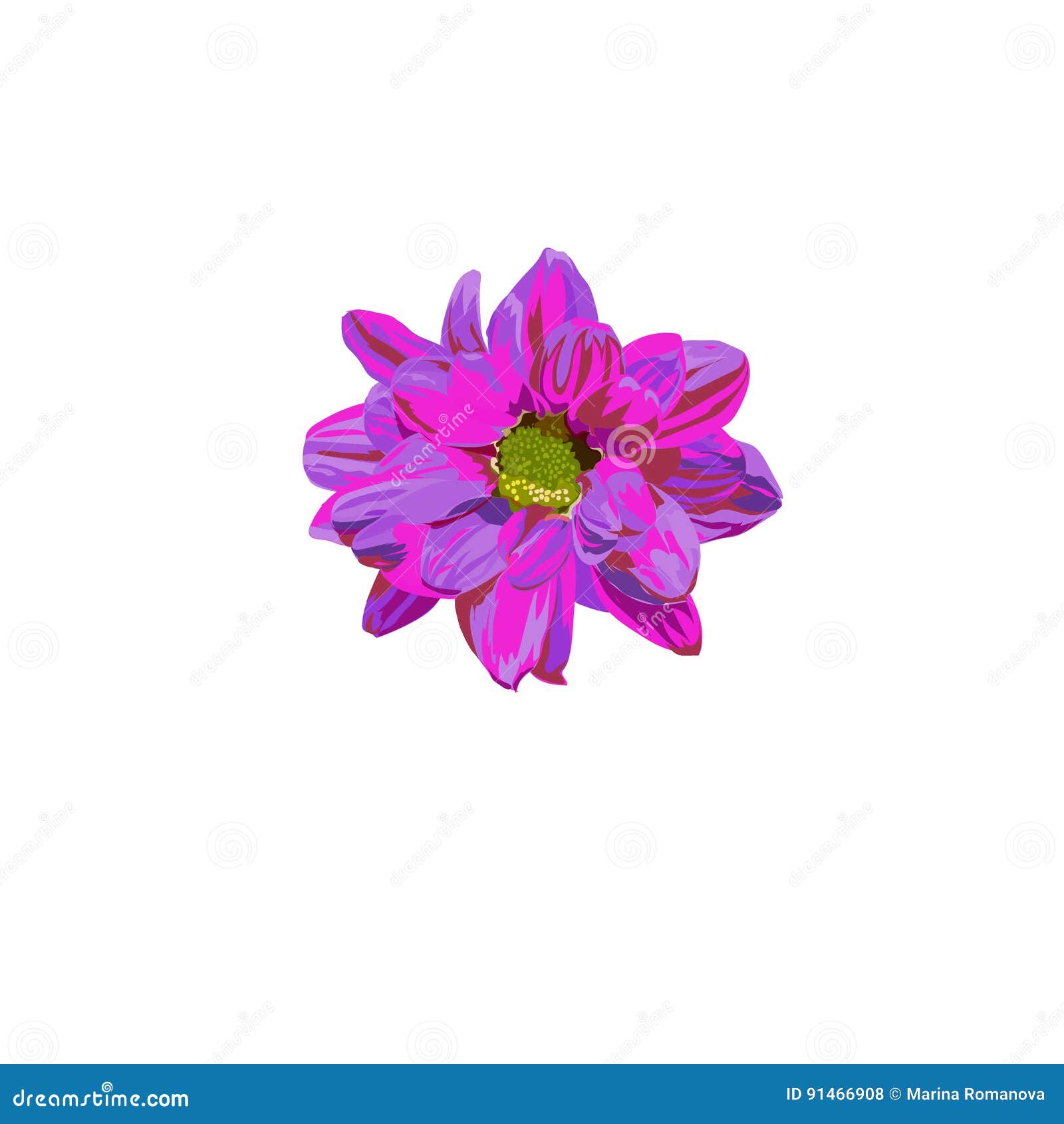 pink chamomile isoltaed on white background