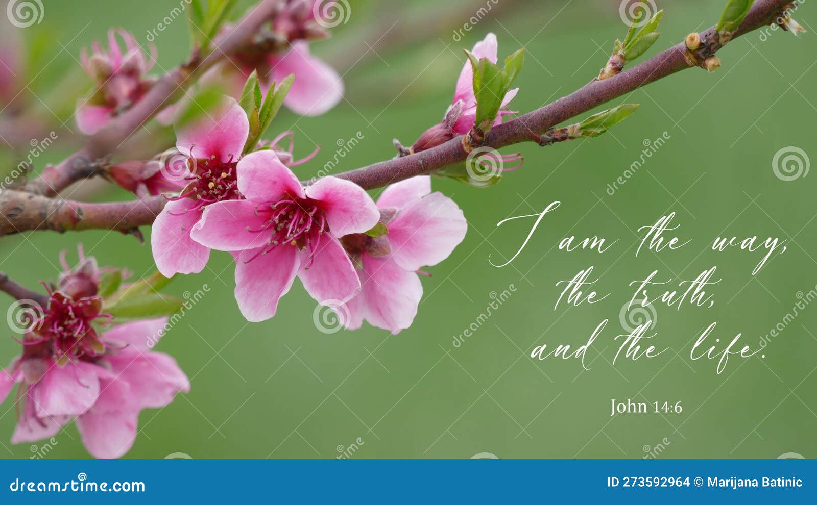 Pink Cherry Blossom with Bible Verse Stock Photo Image of blue