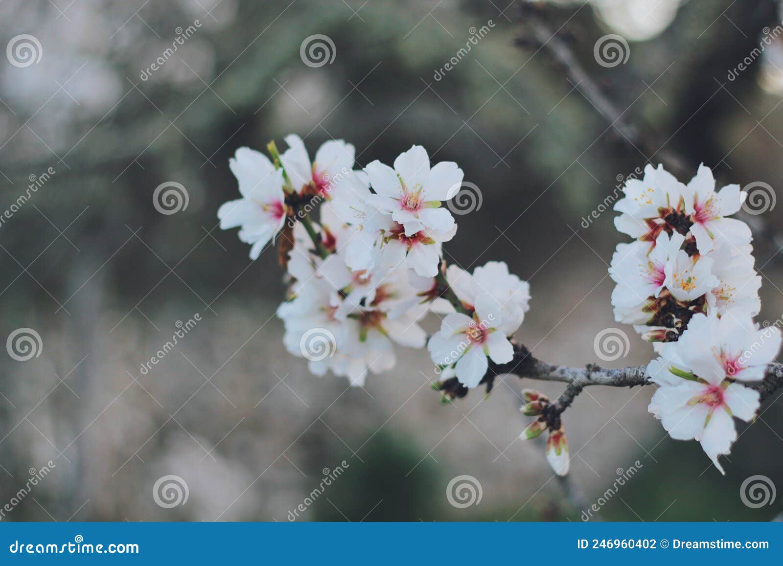 Pink Cherry Blossom Flowers in Spring Stock Photo Image of food