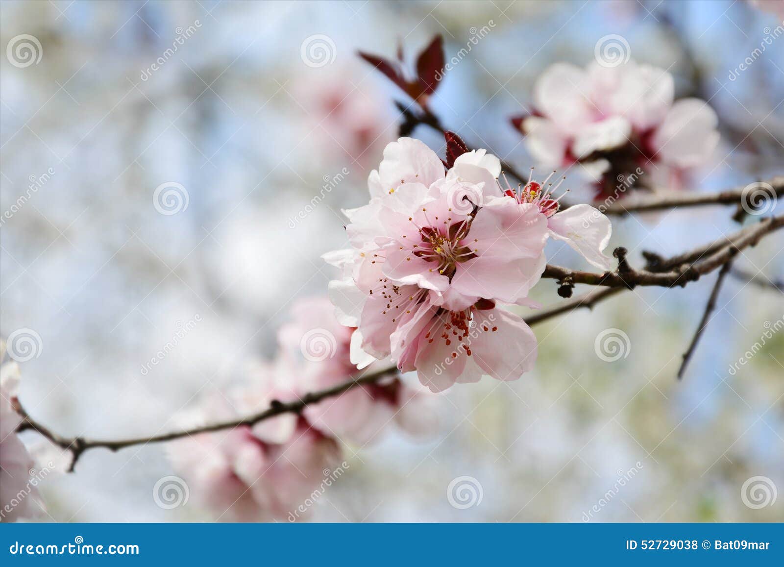 real cherry blossom tree branch