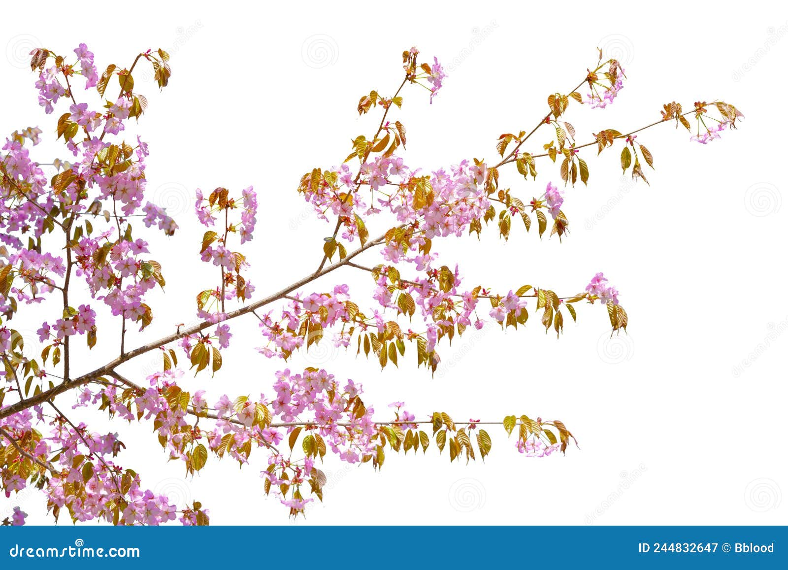 Pink Cherry Blossom Sakura on White Background Stock Image Image of