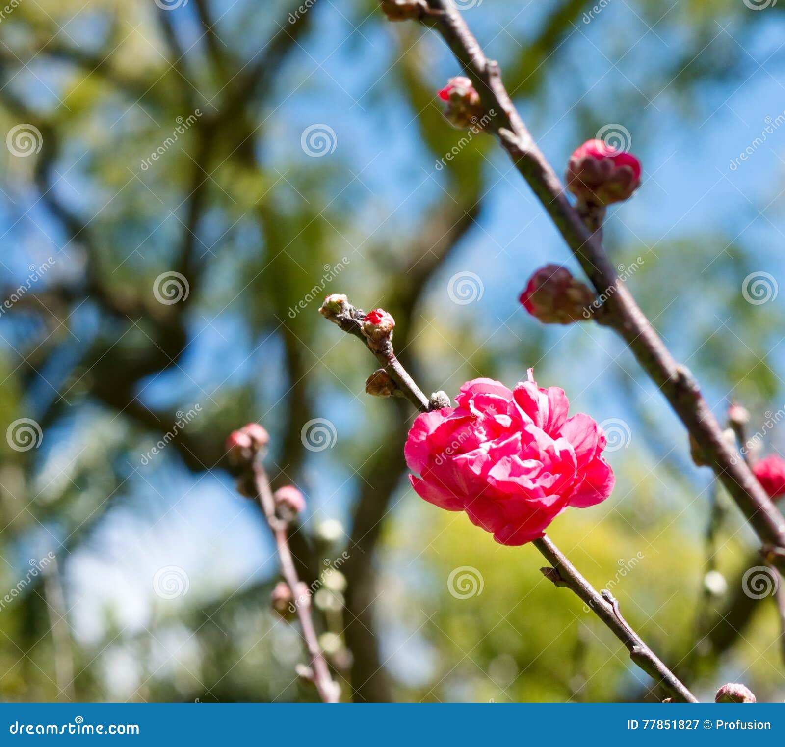 Pink Cherry Blossom stock image. Image of leaves, stem 77851827