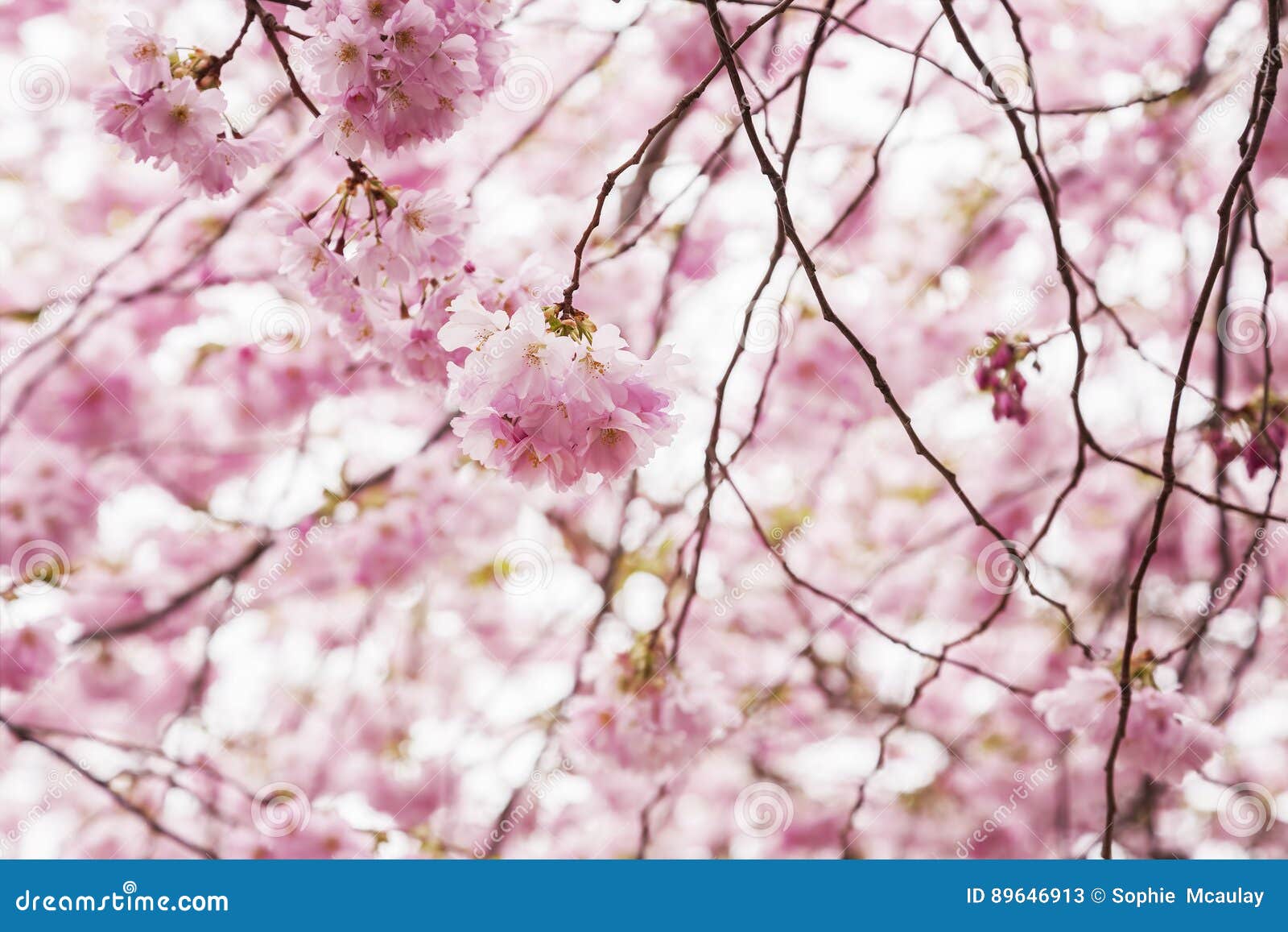 Pink cherry blossom tree stock image. Image of blossom - 89646913 Pink cherry blossom tree stock image. Image of blossom - 89646913