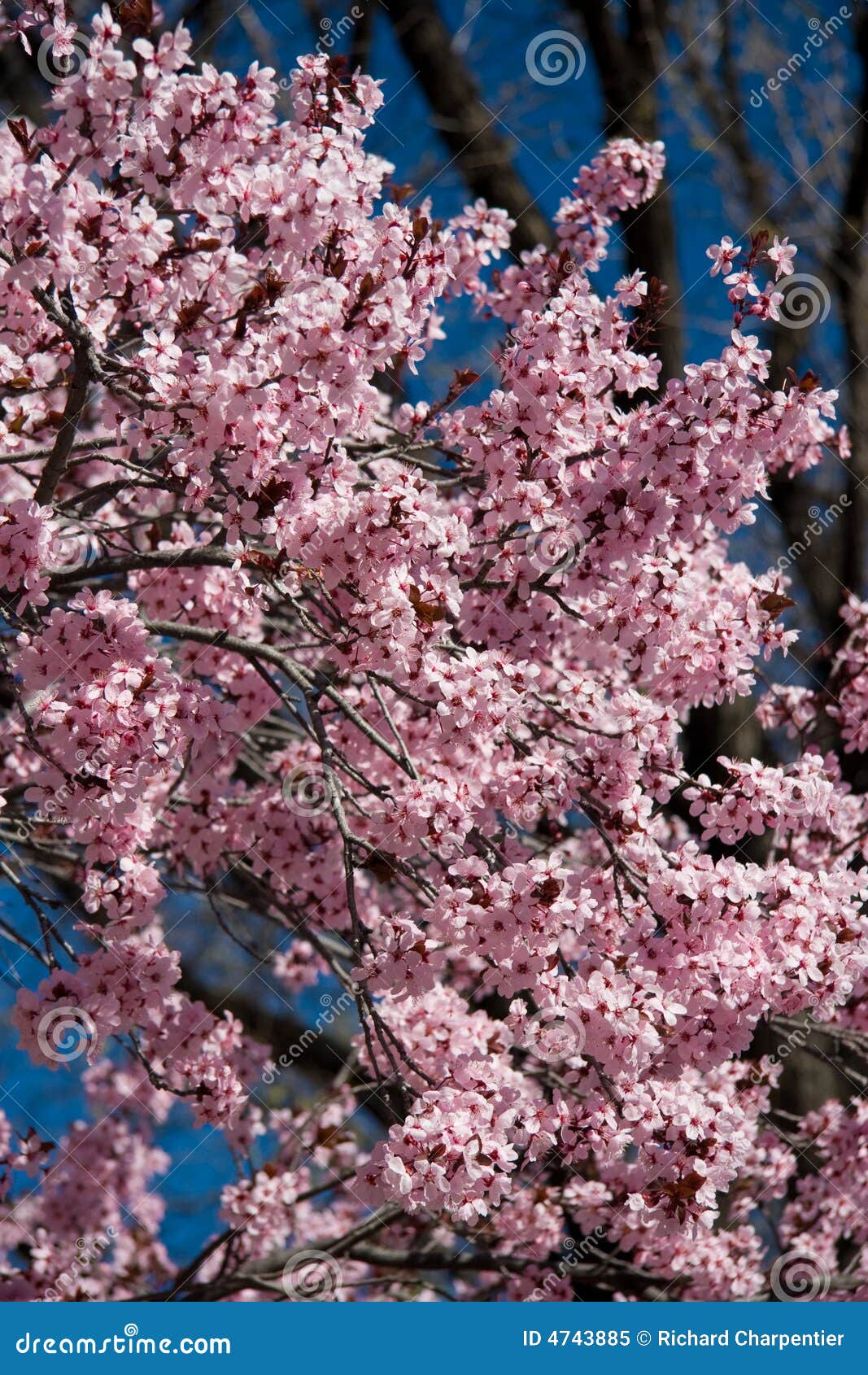 Pink cherry blossoms stock image. Image of floral, outdoors 4743885