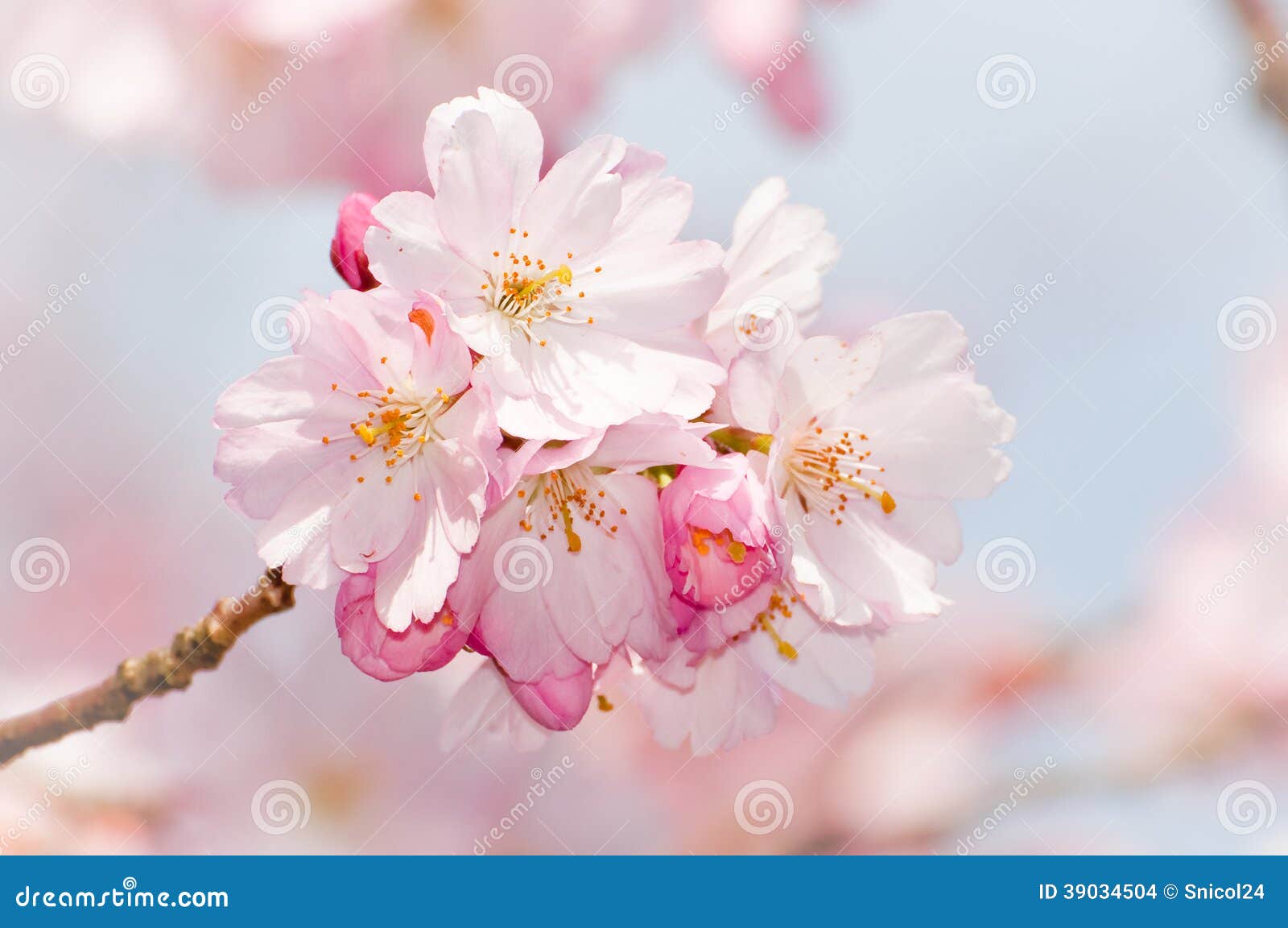pink cherry flower blossom