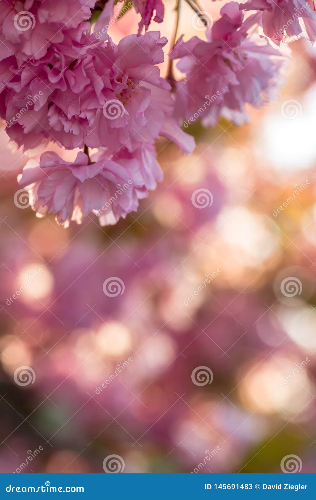 Pink cherry tree flower stock image. Image of petal 145691483