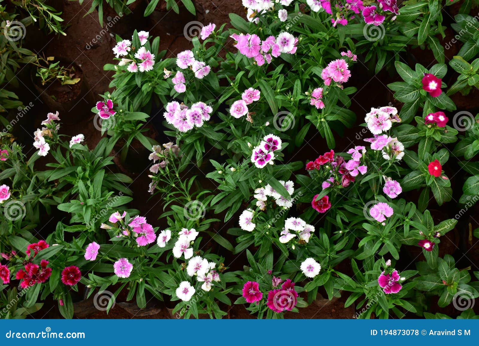 Pink China Flower with Leaves Stock Photo - Image of nature, herbal ...