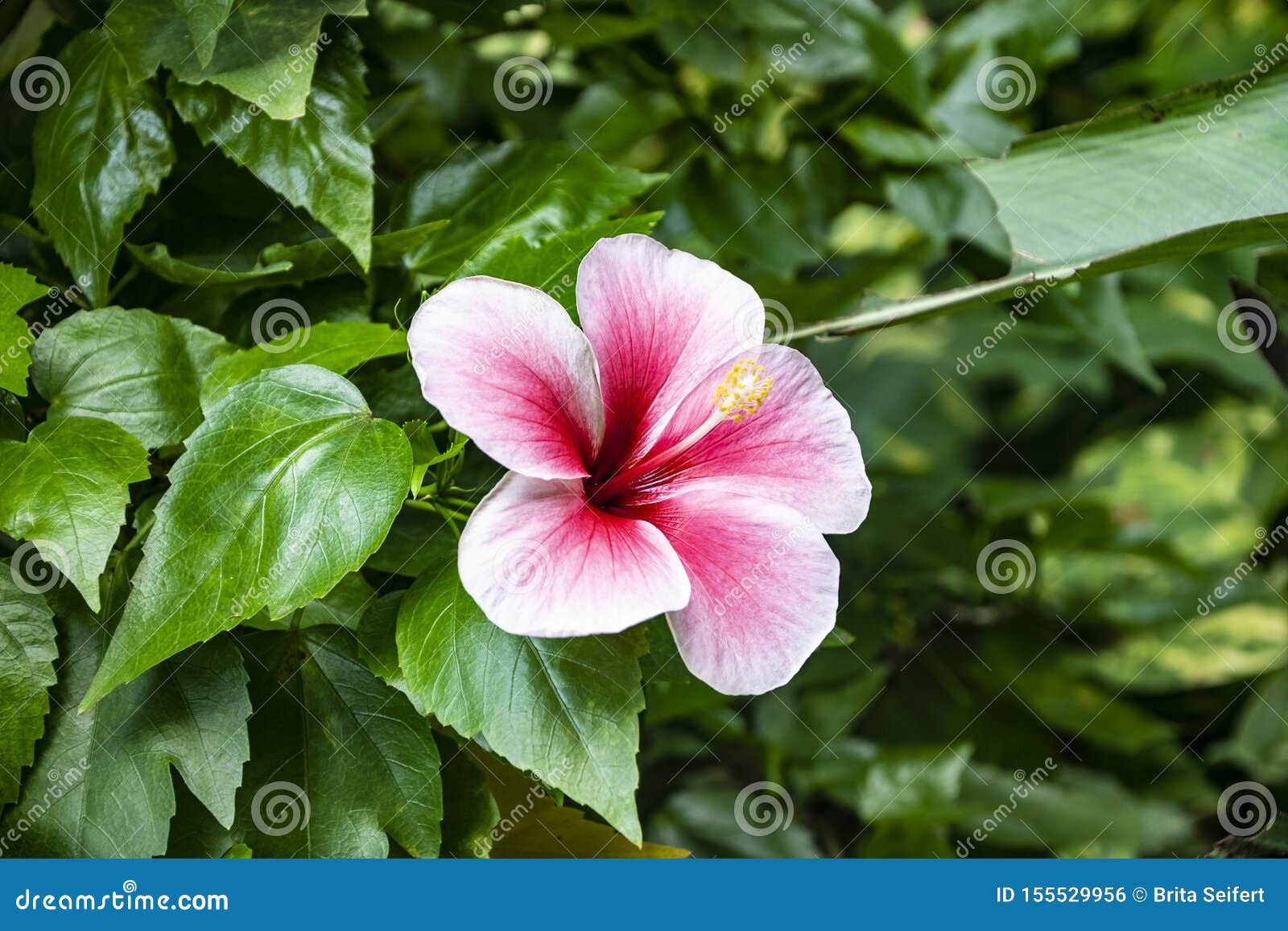 Pink Chinese Hibiscus, China Rose Flower in a Garden, Close Up Stock Photo  - Image of blossom, nature: 155529956