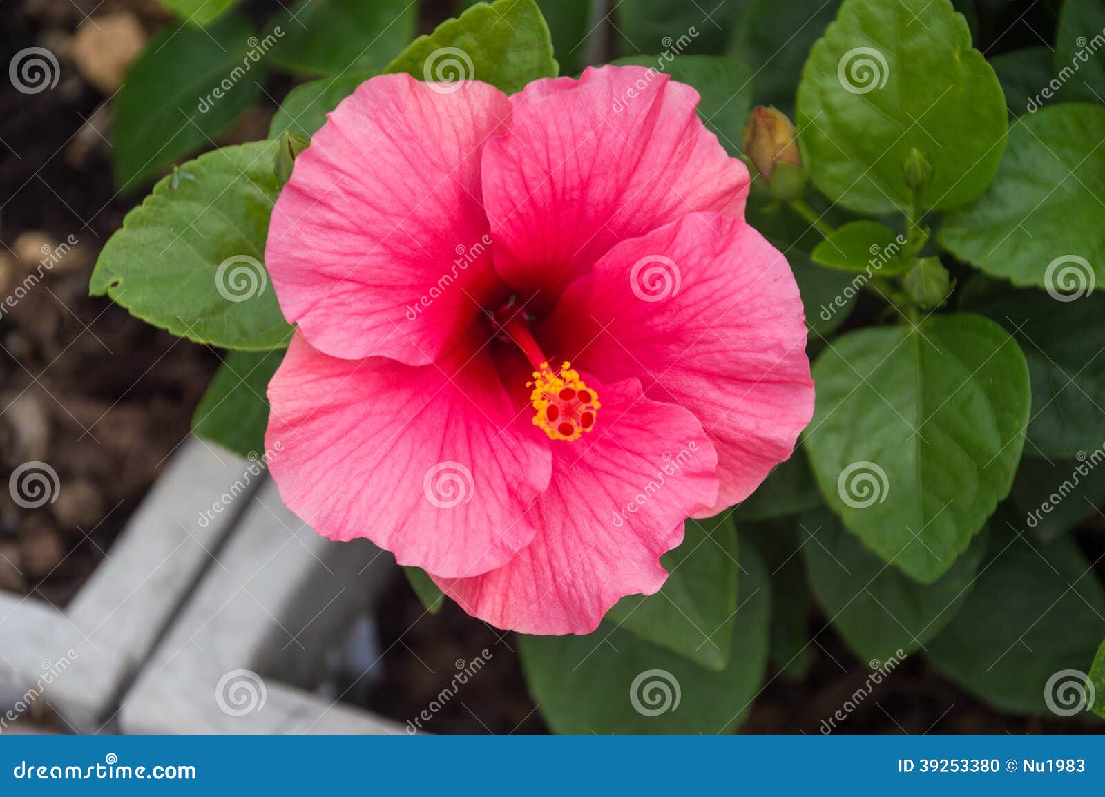 Pink chinese rose stock photo. Image of pink, plant, blossom 39253380