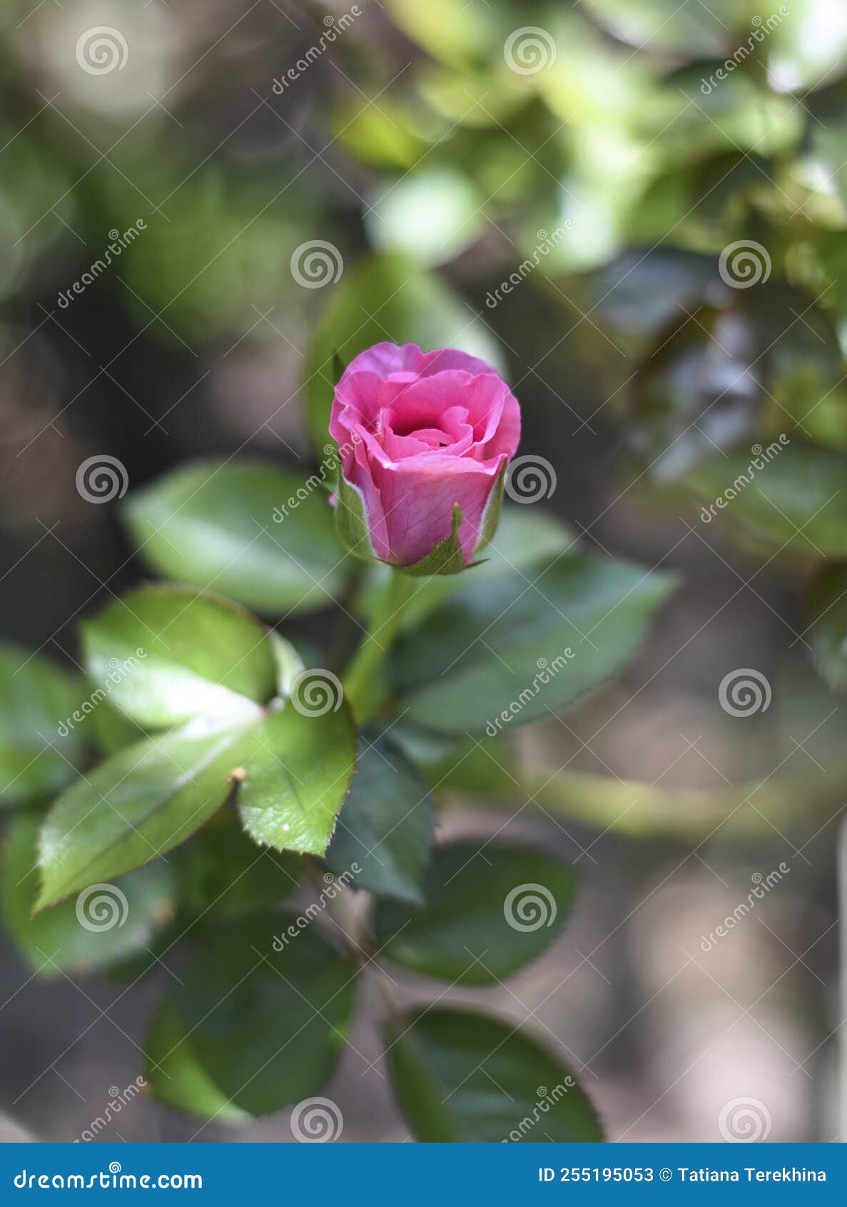 Pink Chinese Rose in a Garden Closeup Stock Image Image of blooming