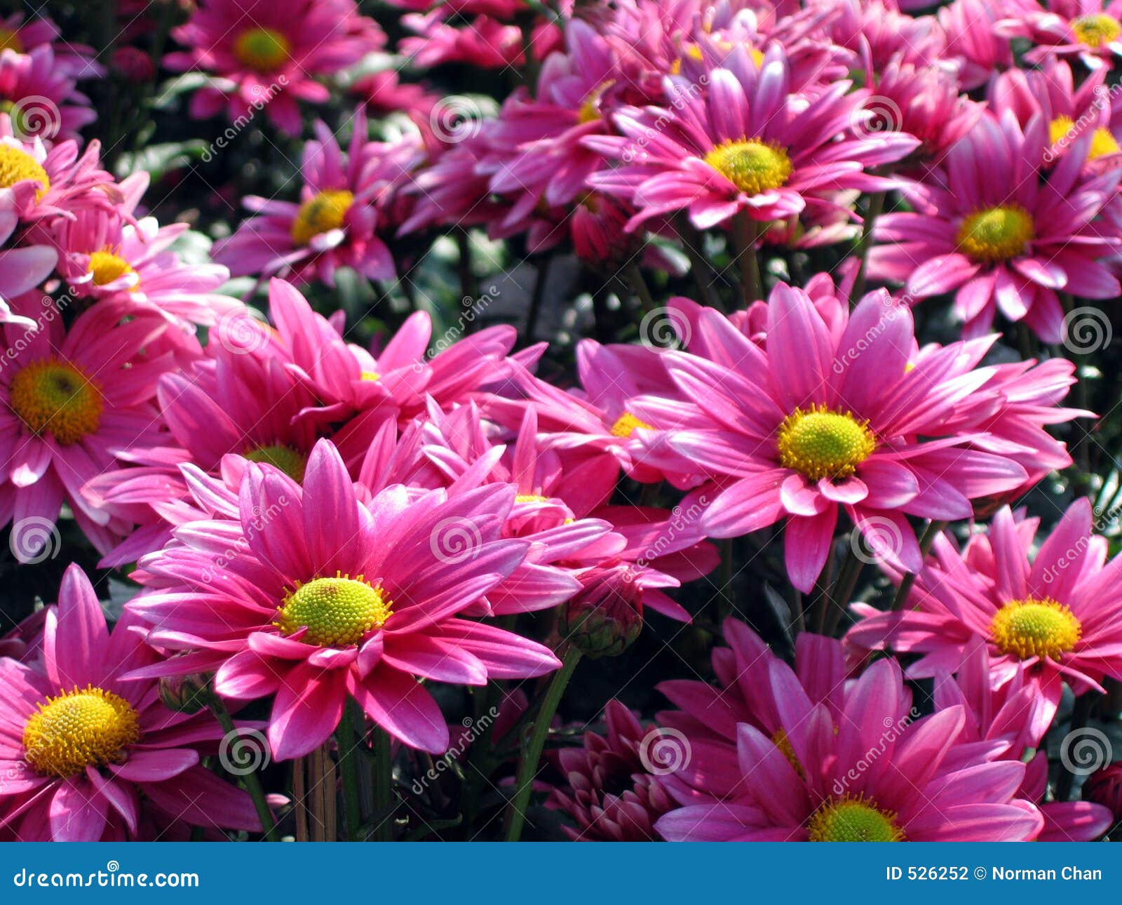 Pink chrysanthemum stock photo. Image of springtime, bouquets 526252