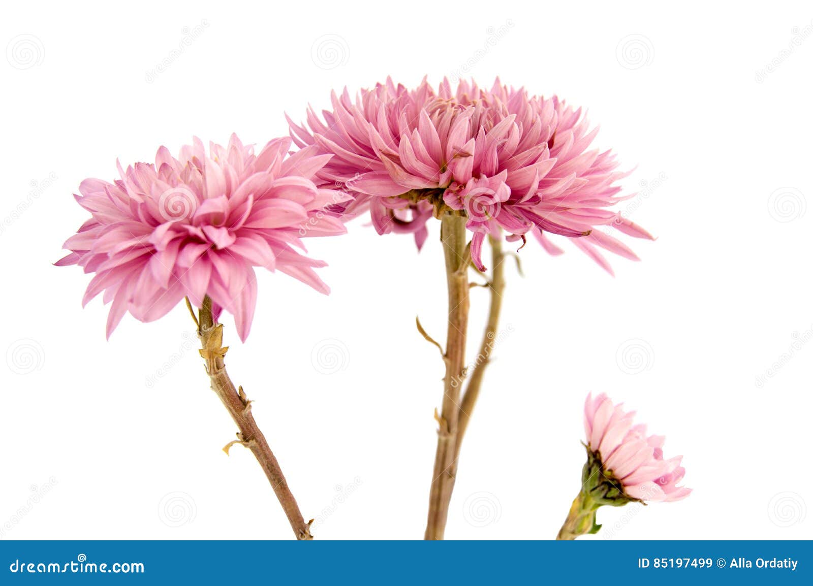 Pink Chrysanthemum Flower on a Long Stem on Stock Image - Image of ...