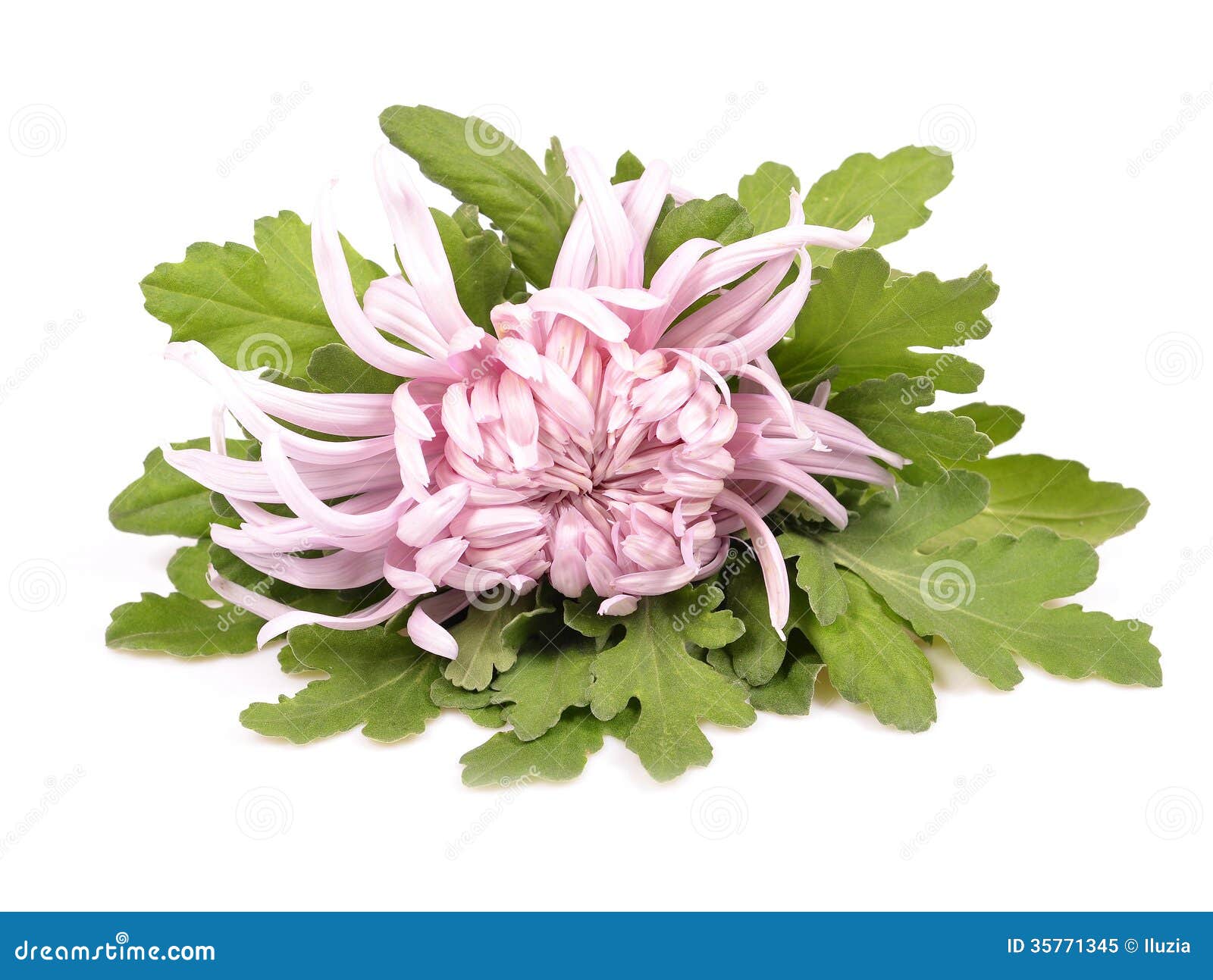 Pink chrysanthemum stock image. Image of fragrance, purple 35771345