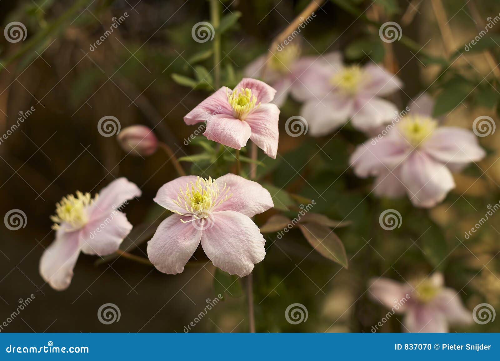 Pink clematis stock photo. Image of flowers, field, pink 837070