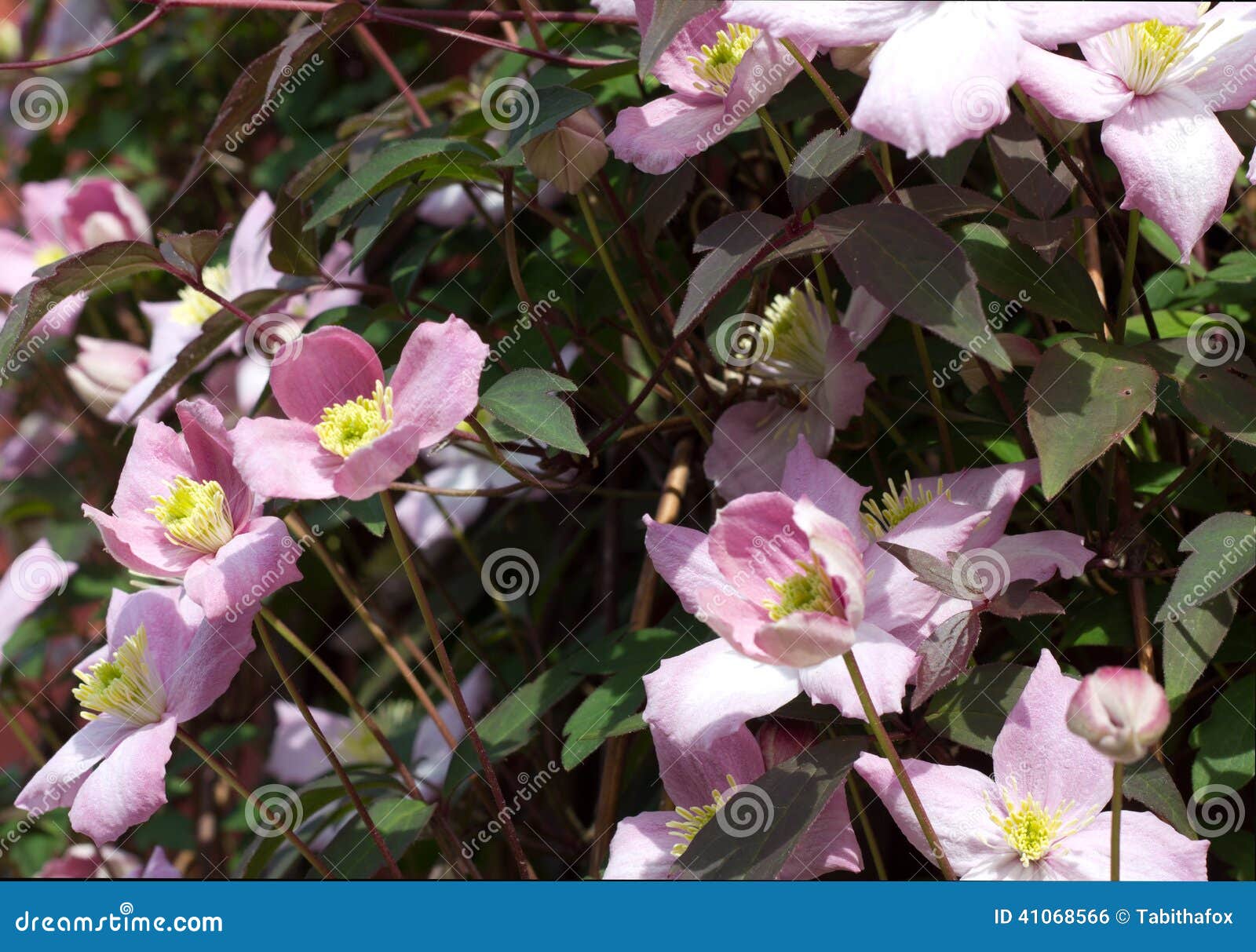 Pink Clematis Climbing Plant with Multiple Blooms. Stock Photo Image