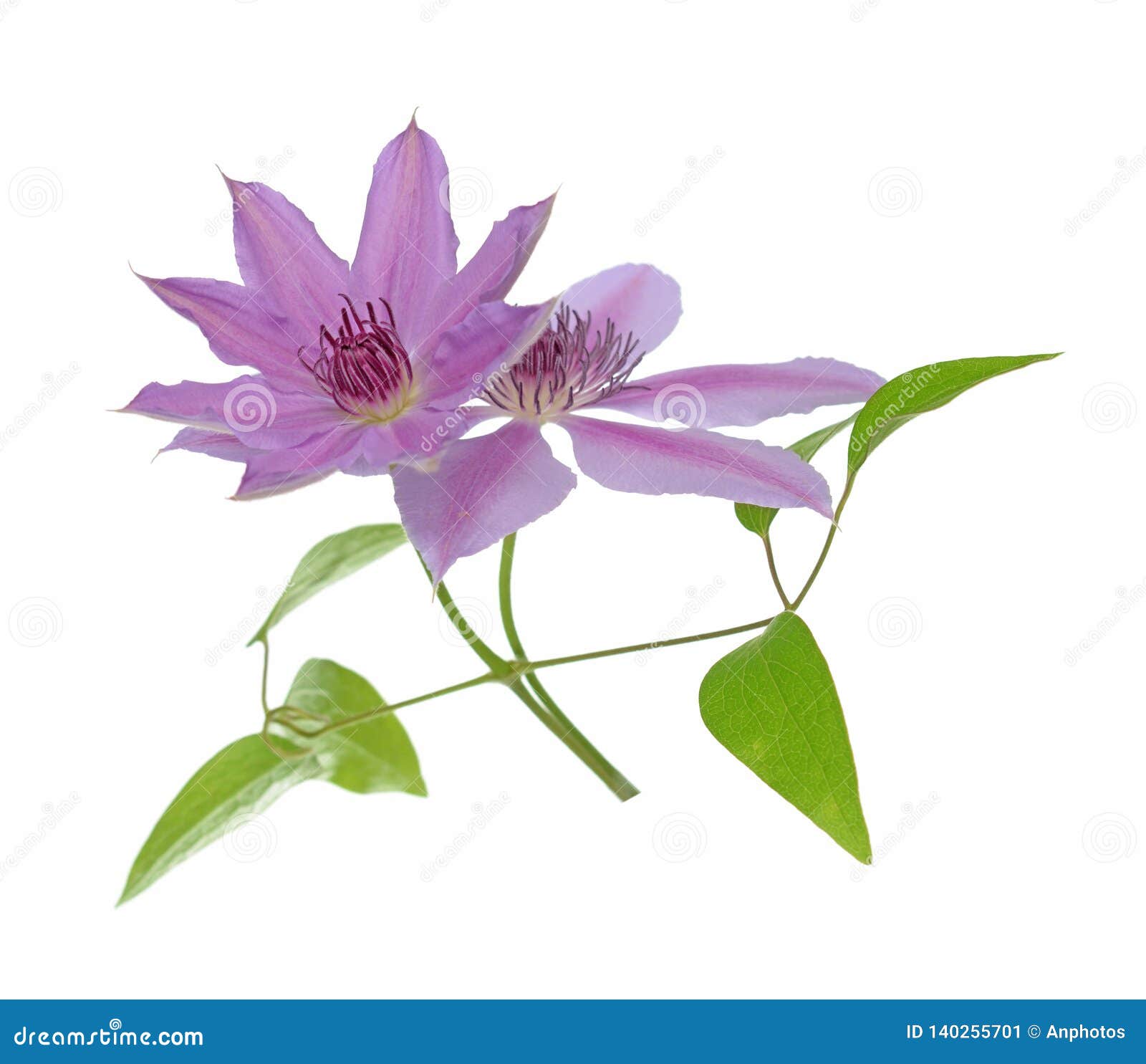 Pink clematis flower stock image. Image of purple, blooming 140255701