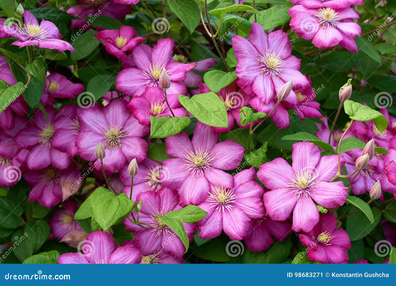Pink clematis flowers stock image. Image of macro, beautiful 98683271
