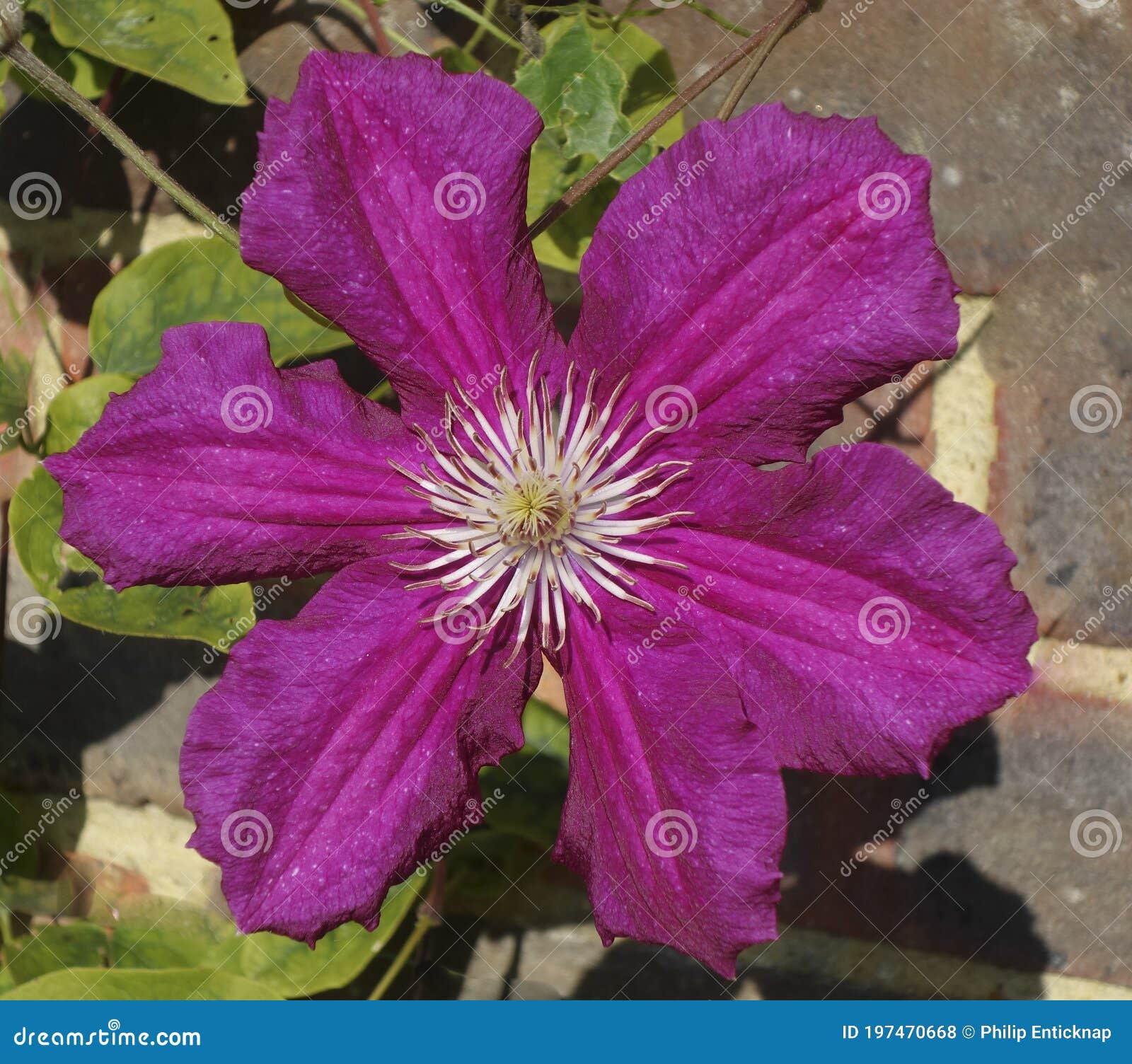 Pink Clematis stock photo. Image of sunny, clematis 197470668