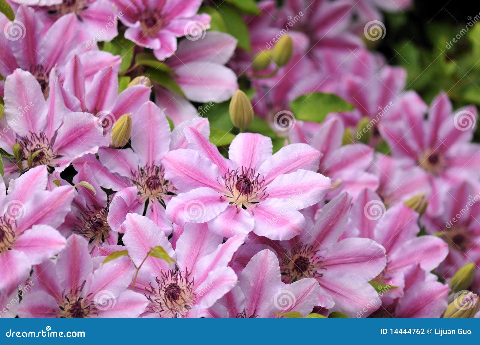 Pink Clematis Nelly Moser stock photo. Image of pink 14444762
