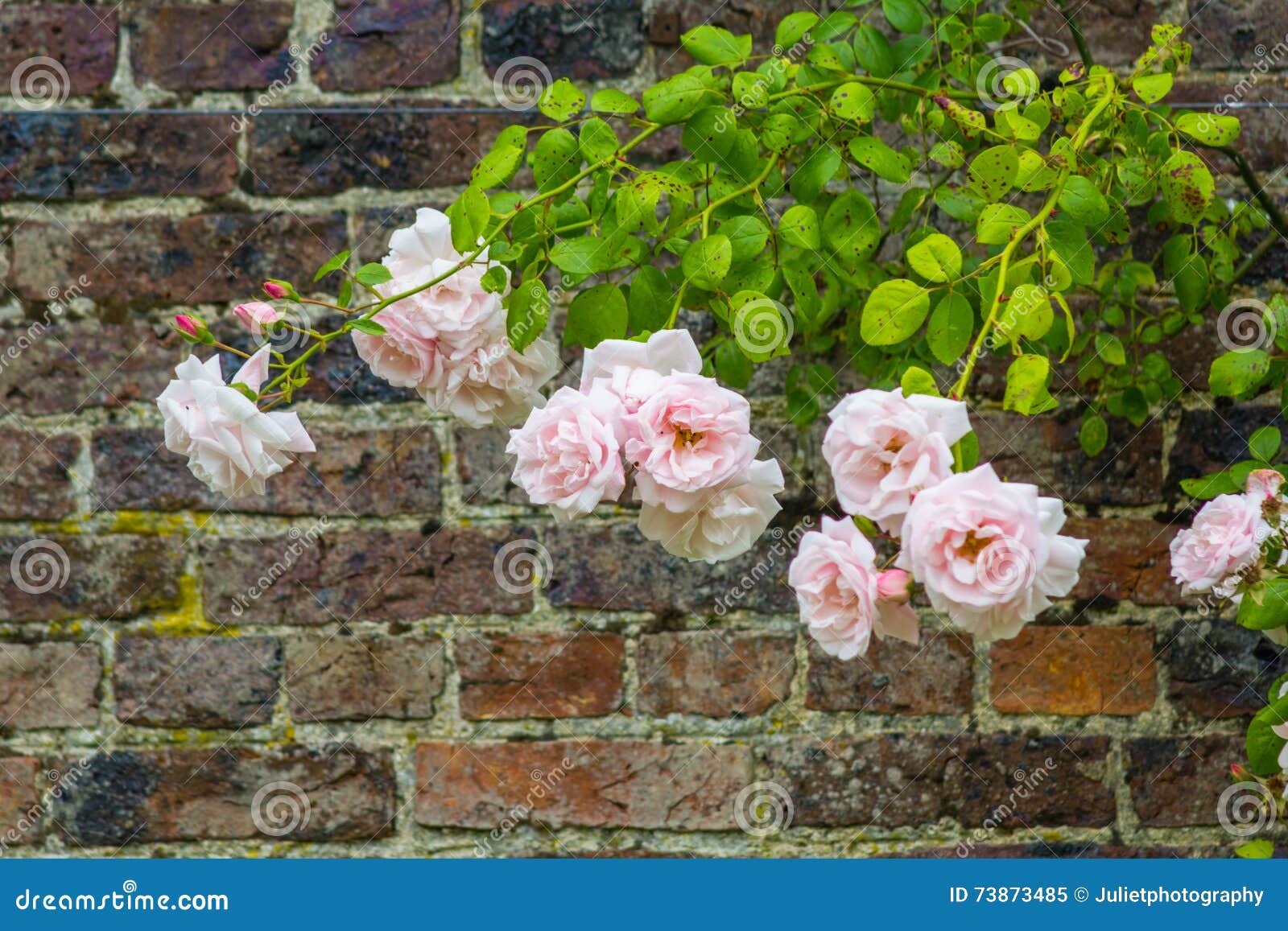Pink Climbing Roses Against Brick Wall Stock Image Image of rose