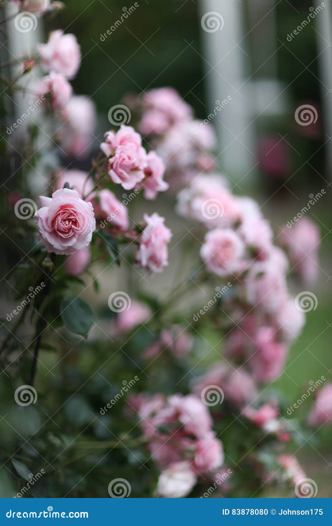 Pink Climbing Roses stock photo. Image of house, rose 83878080