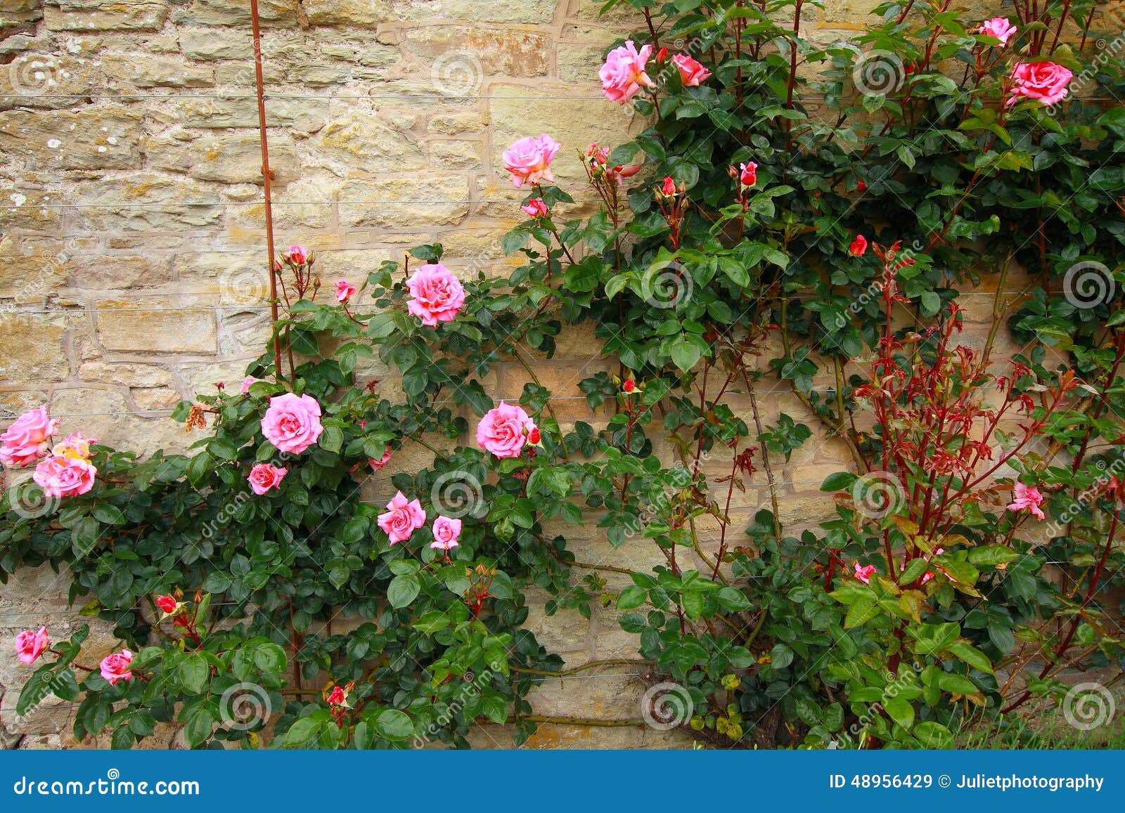 Pink Climbing Roses on the Wall Stock Image Image of landscaping