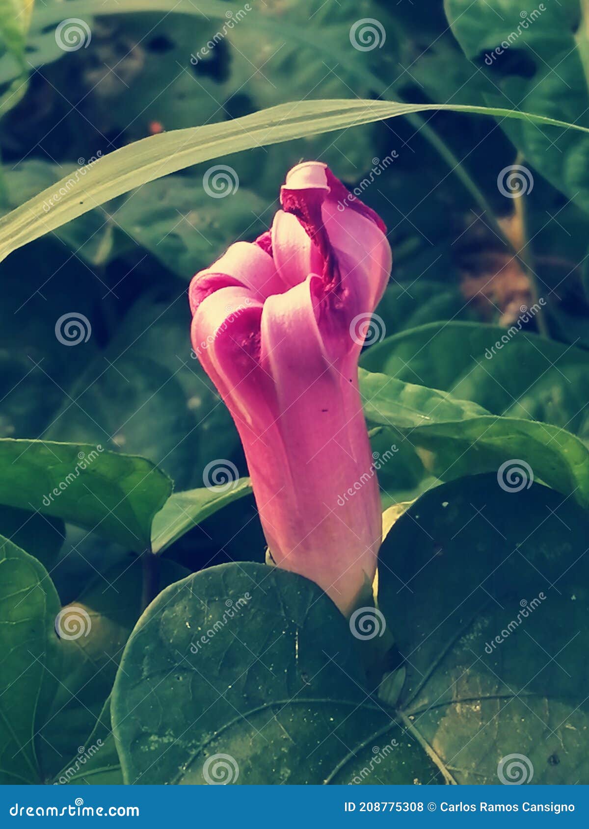 pink closed flower between green