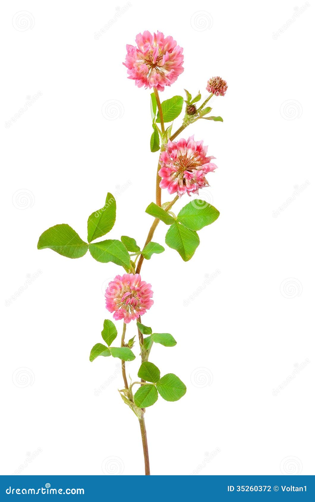 Pink clover flower stock photo. Image of isolated, color 35260372