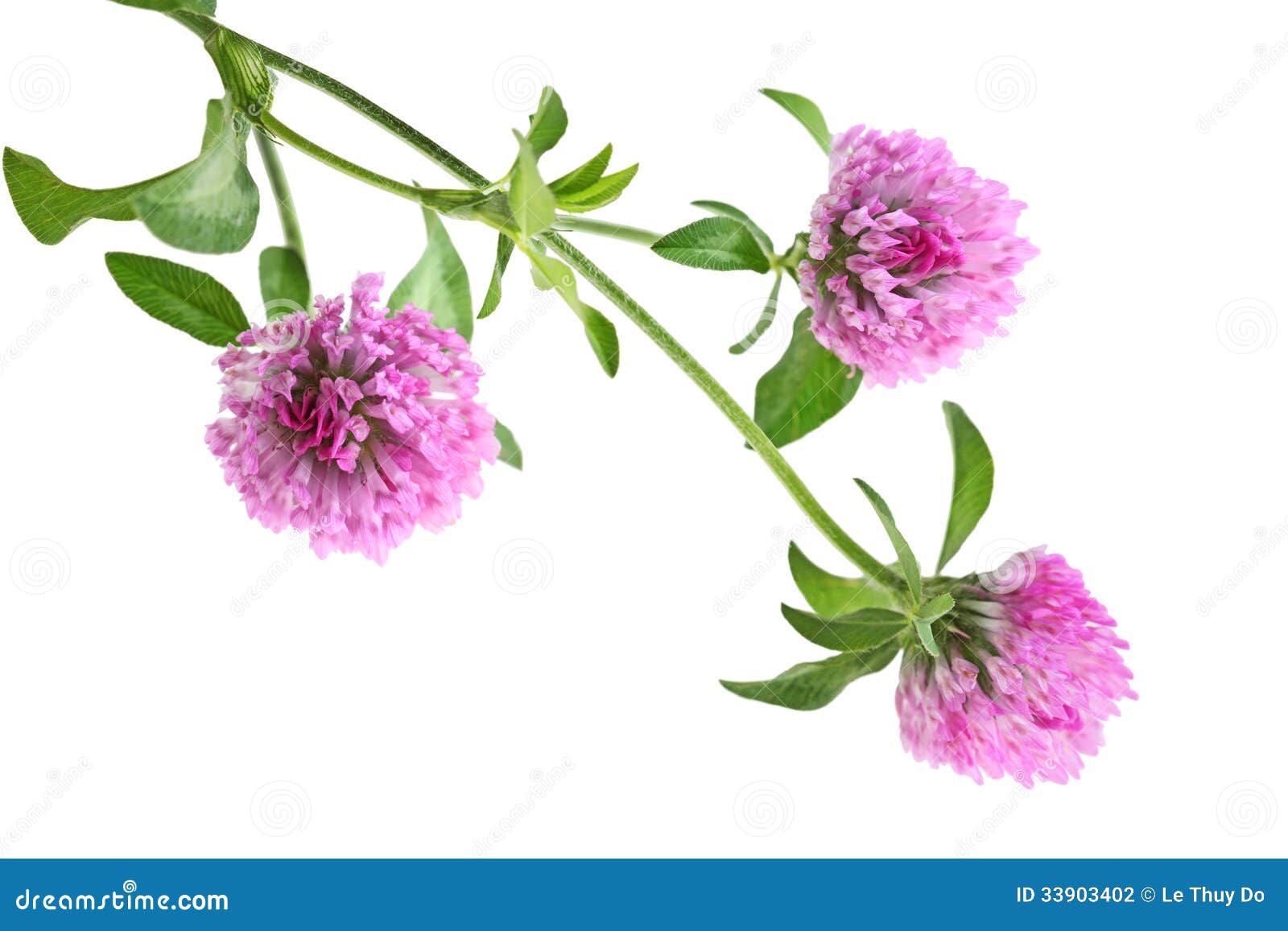 Pink Clover Flower stock photo. Image of detail, floral 33903402